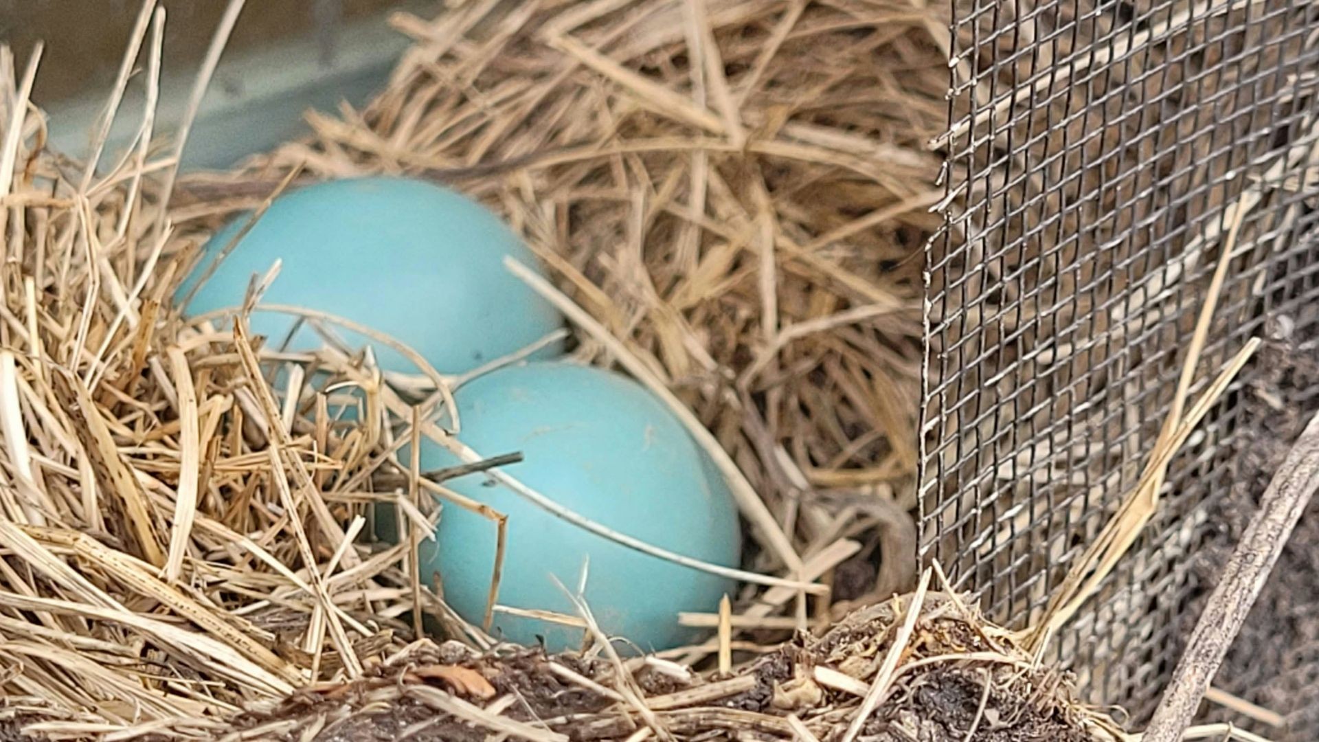 a blue egg in a nest