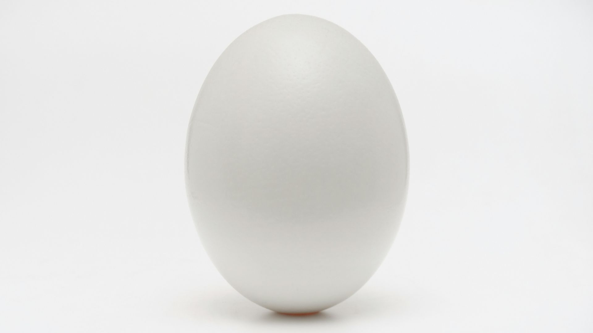 white egg on white surface