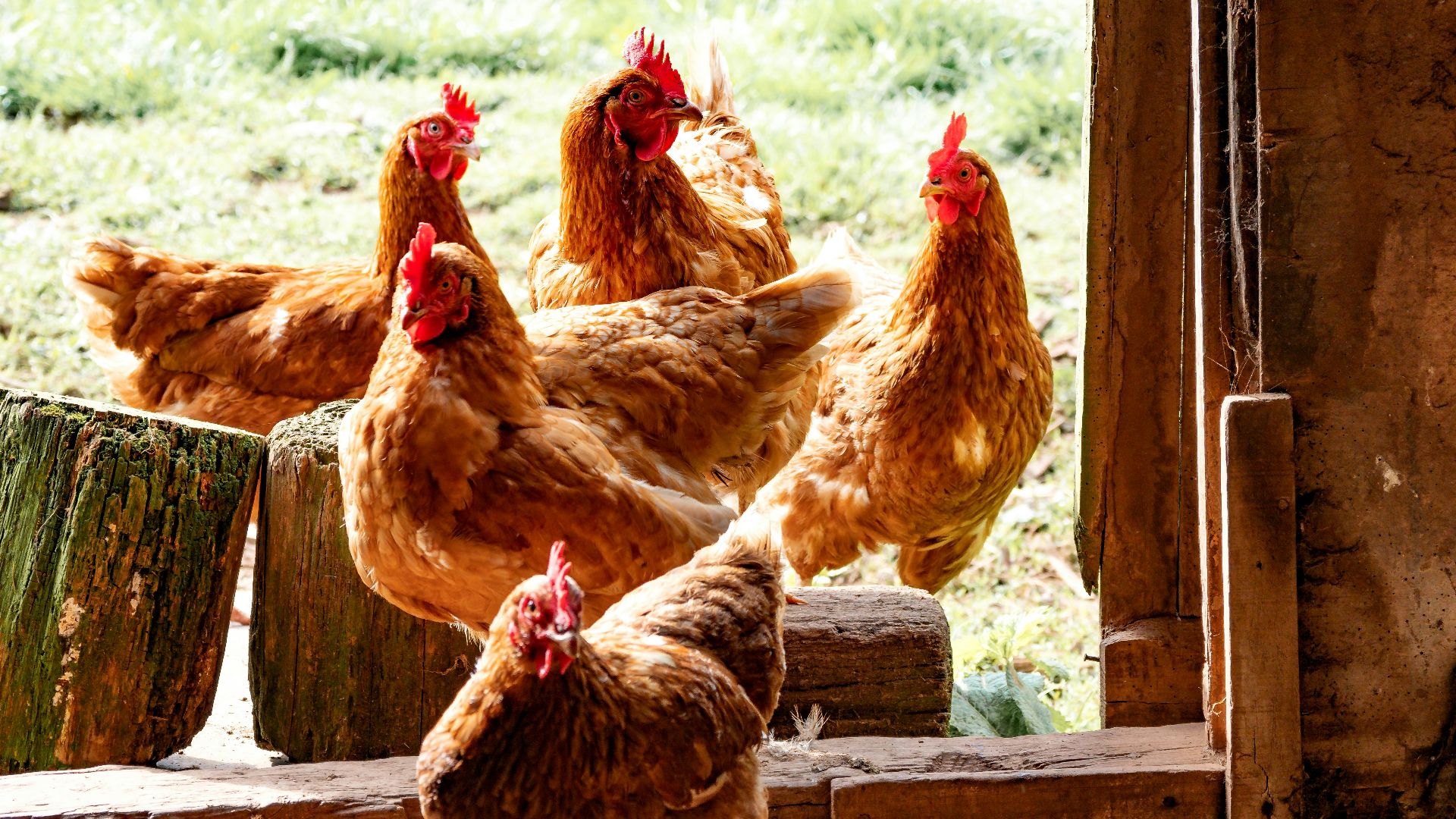 six brown hens beside wall during daytime