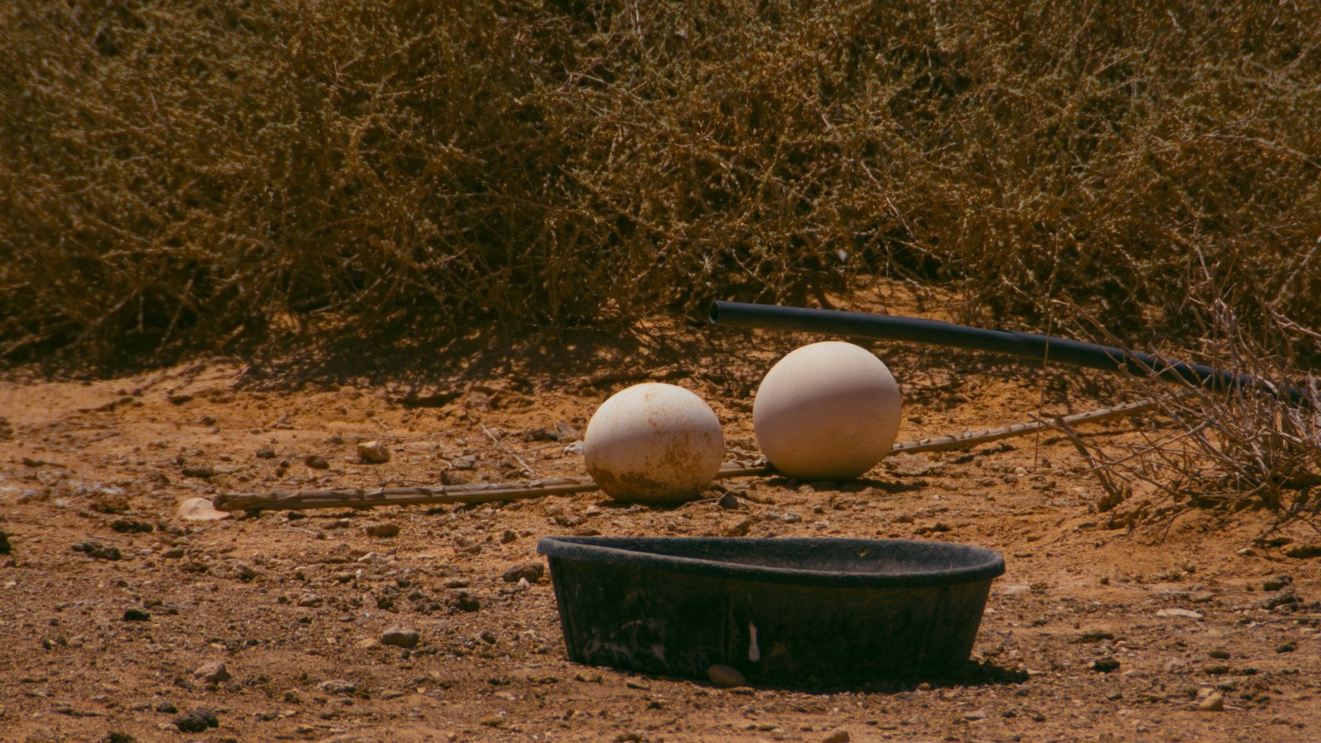 File:Ostrich eggs - Dghoumes National Park.jpg