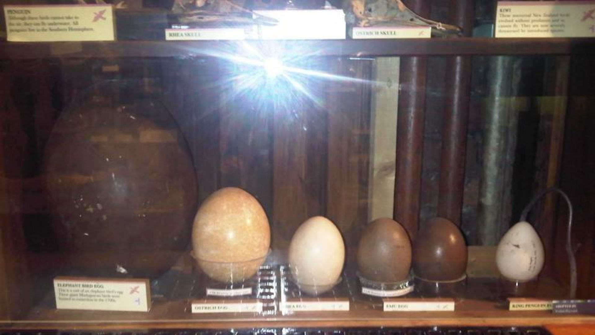 File:Ma - Eggs - GMZ 1.jpg