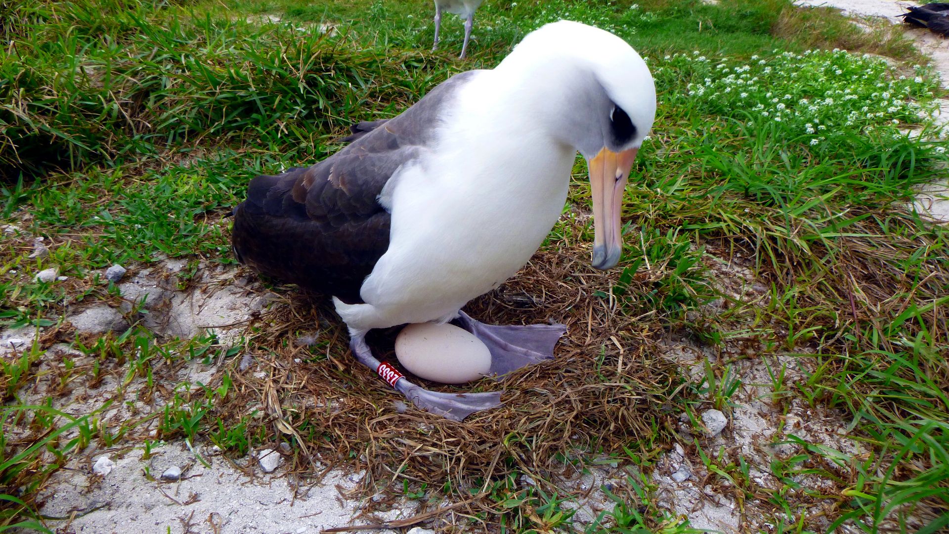 File:PMNM - Wisdom With Egg 2016 (31861644346).jpg