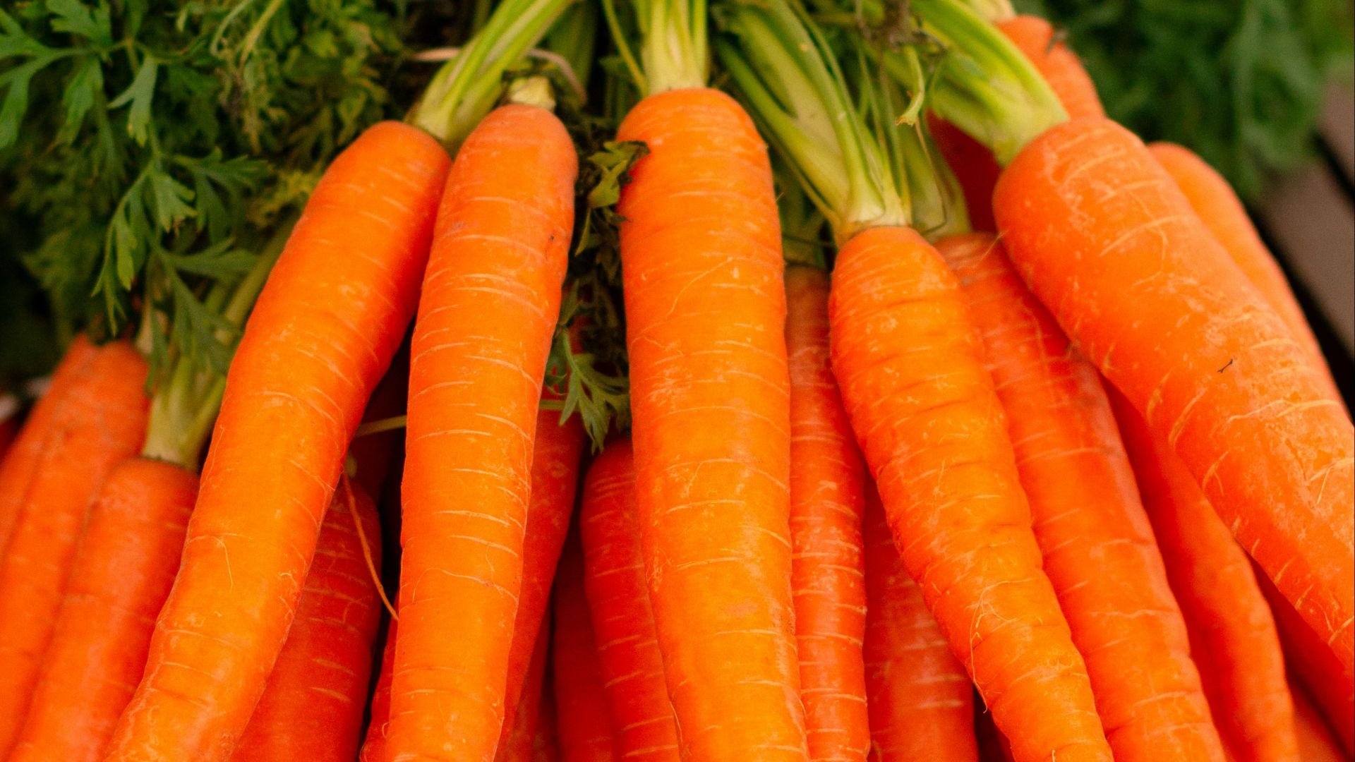 orange carrots on green grass