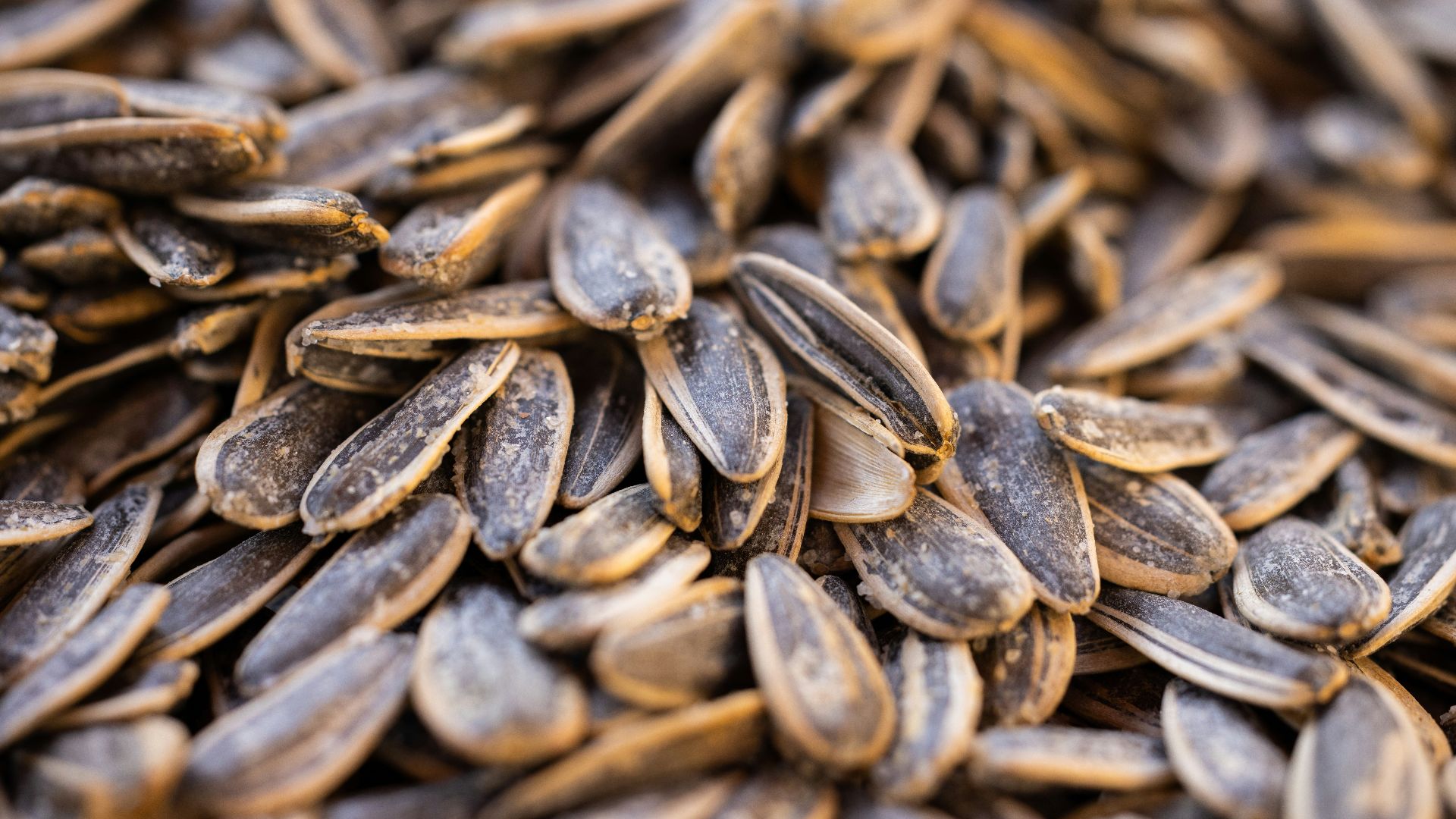 a close up of a pile of sunflower seeds