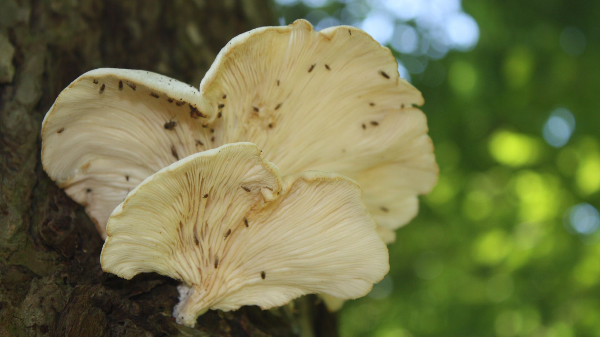 File:Angels wings mushroom; Pleurocybella porrigens.JPG