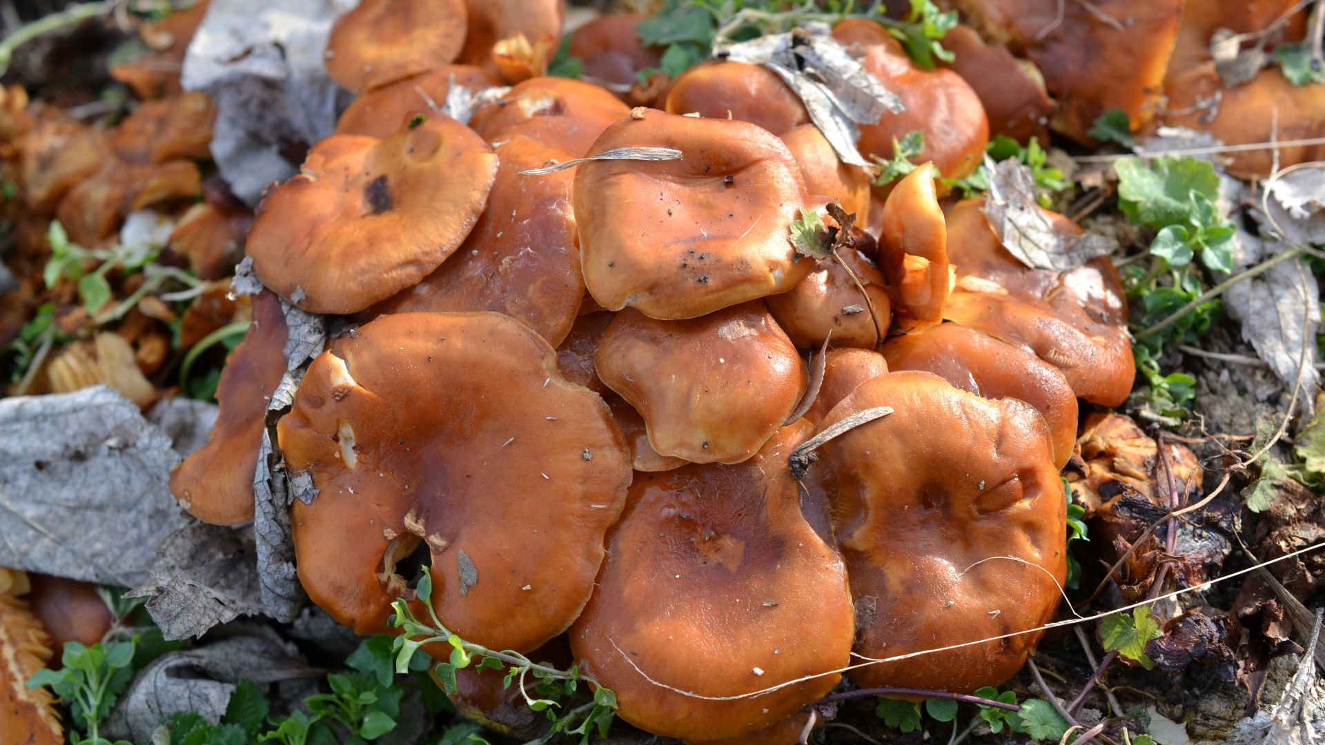 File:Jack-o’-lantern Mushrooms (Omphalotus illudens) (11695721013).jpg