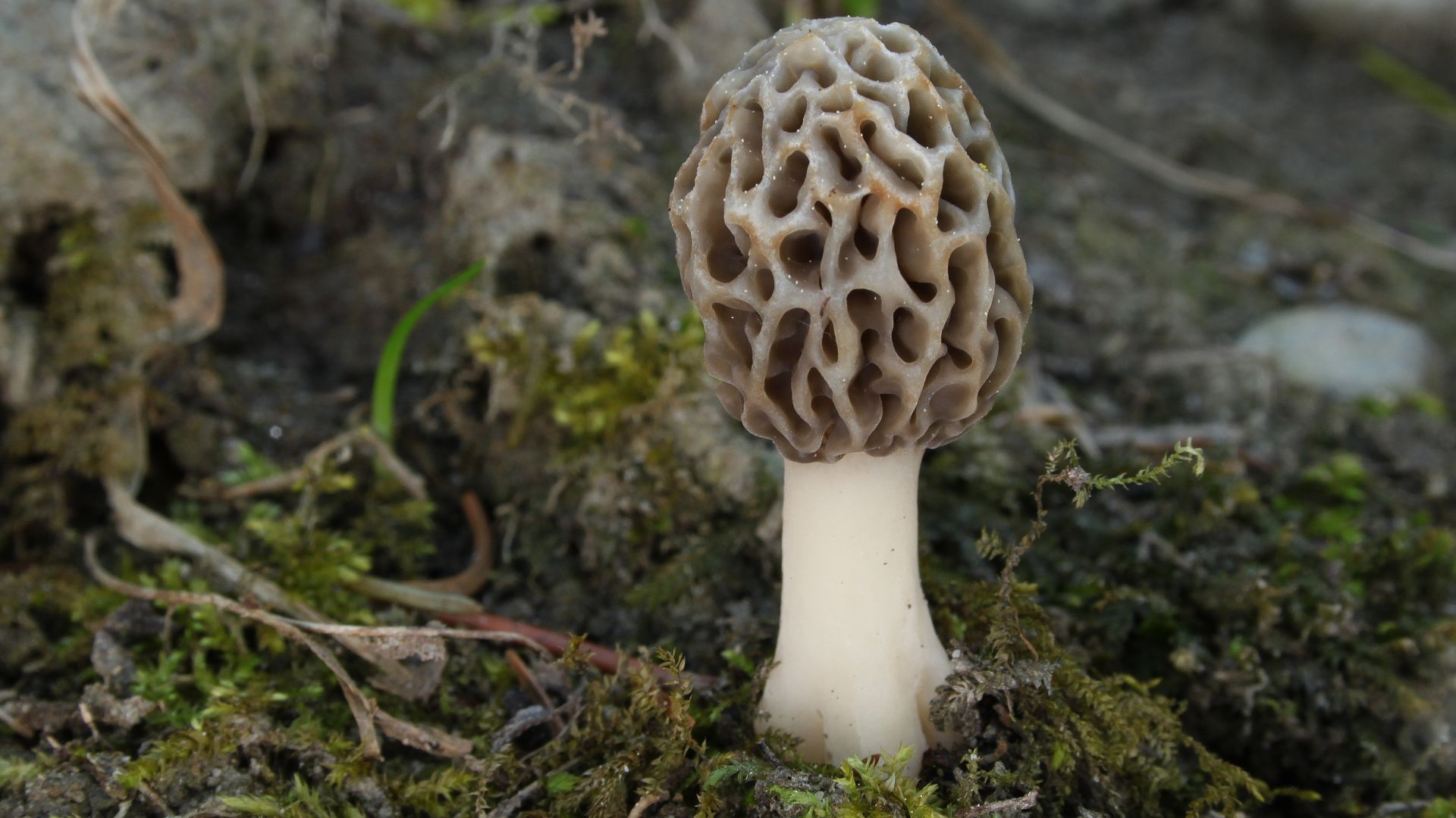 File:Speise Morchel Morchella esculenta.jpg