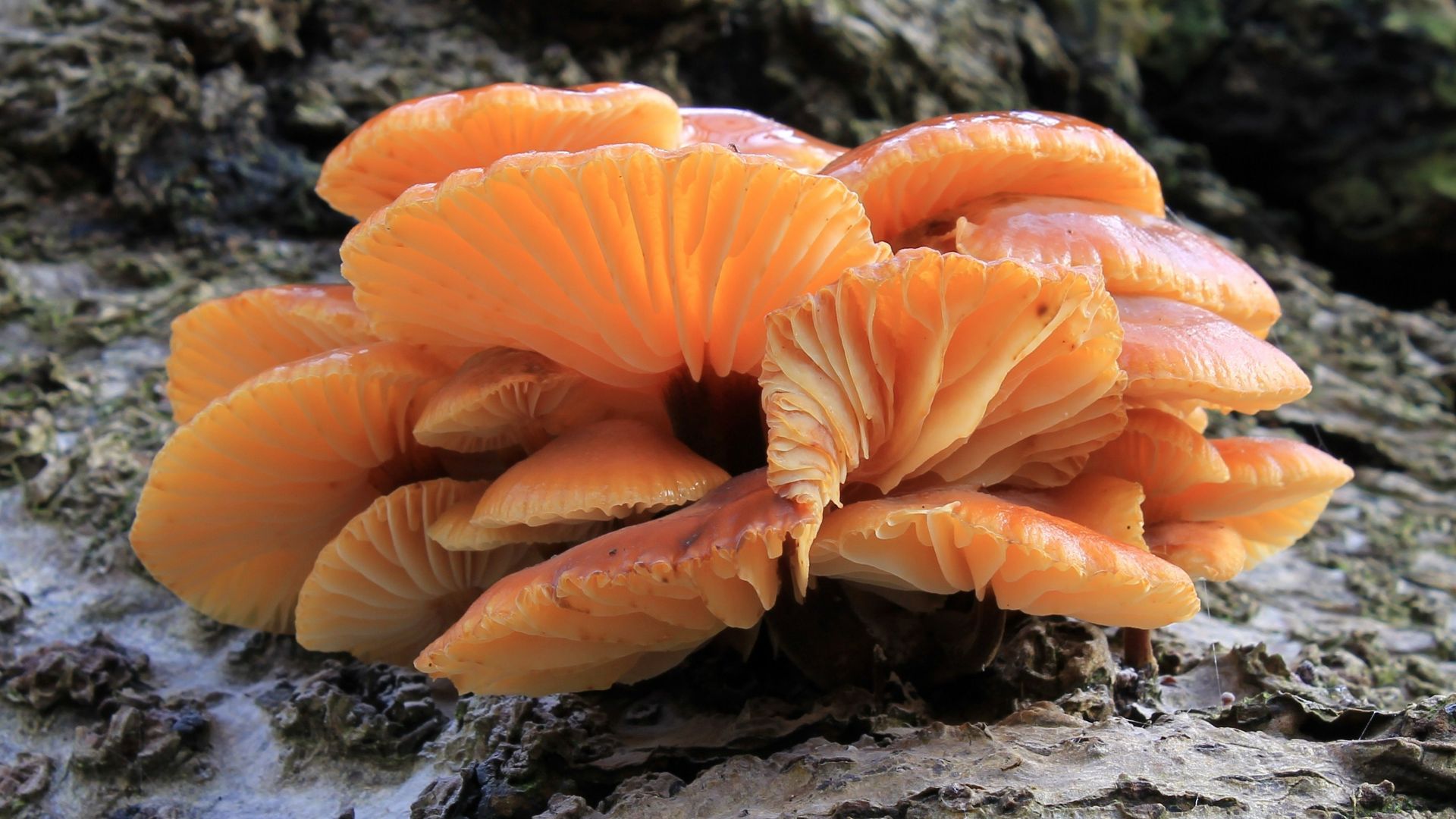 File:Flammulina velutipes, Velvet Shank, Enfield, UK.JPG