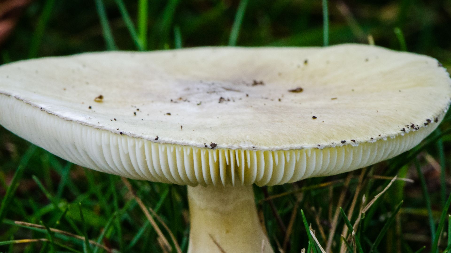 File:Amanita phalloides - Death Cap (15969523326).jpg