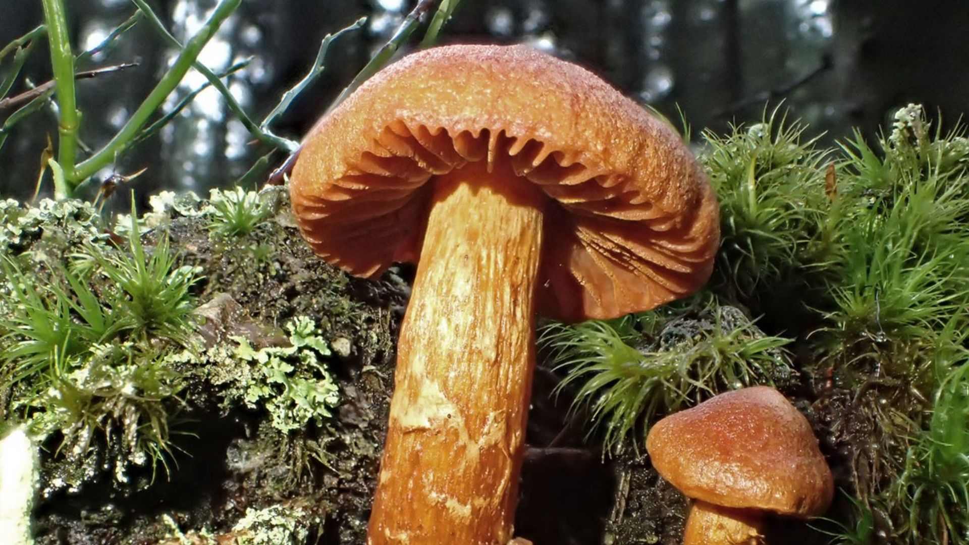 File:Cortinarius rubellus-2107746.jpg