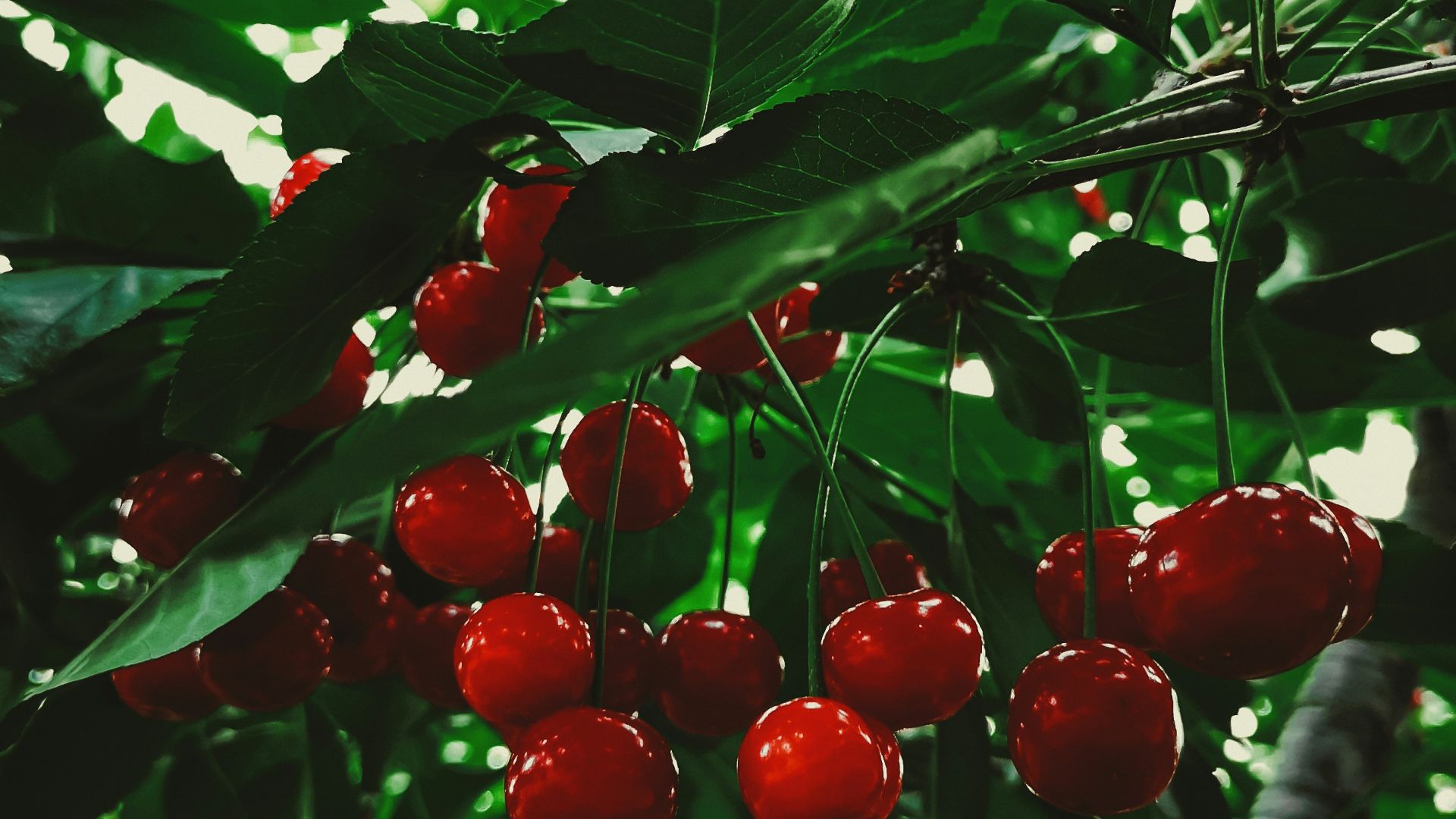 red round fruits on green leaves