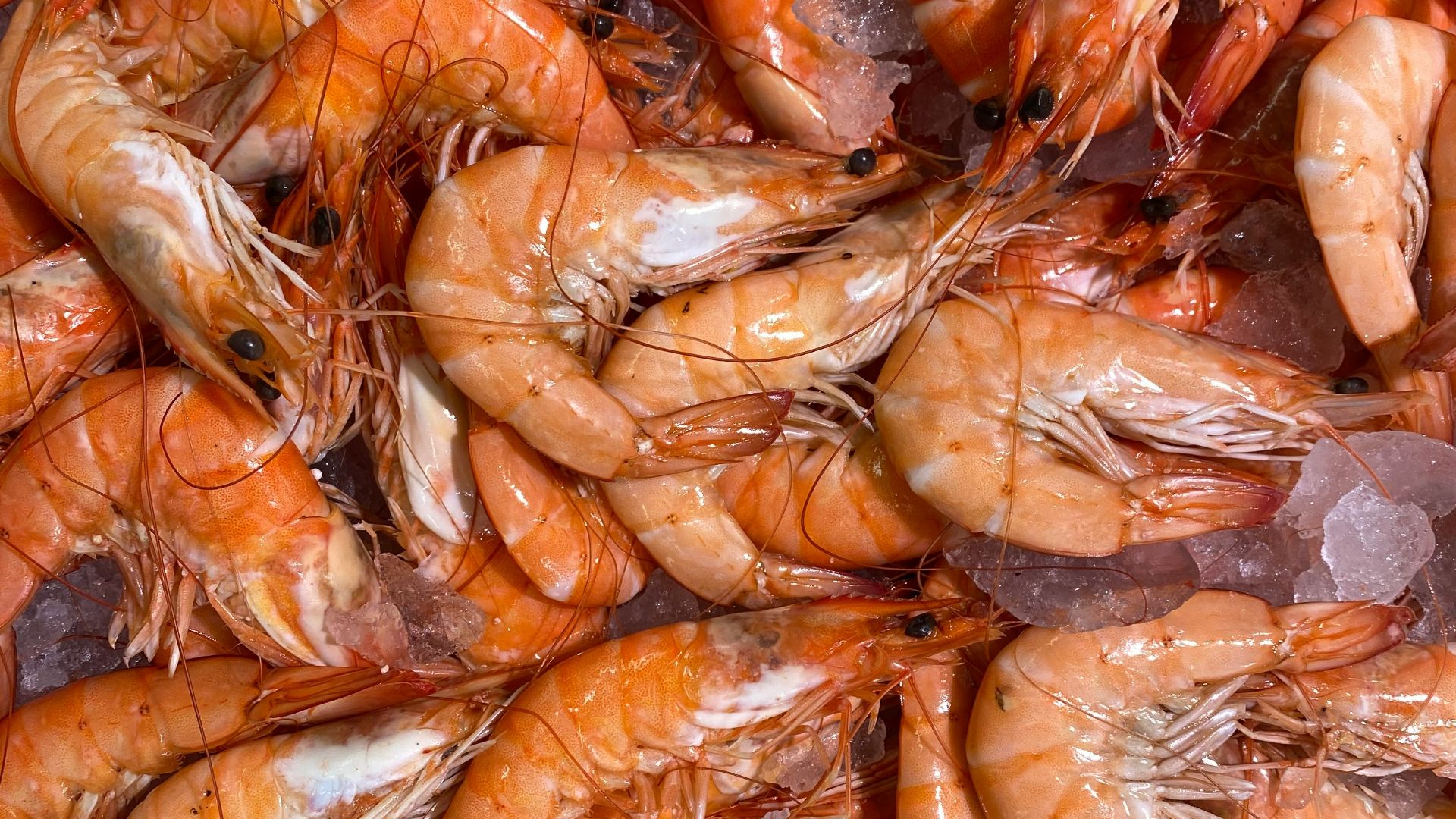 pile of shrimps