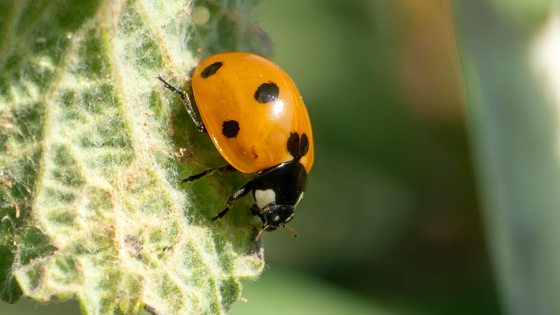 Rafael Minguet Delgado