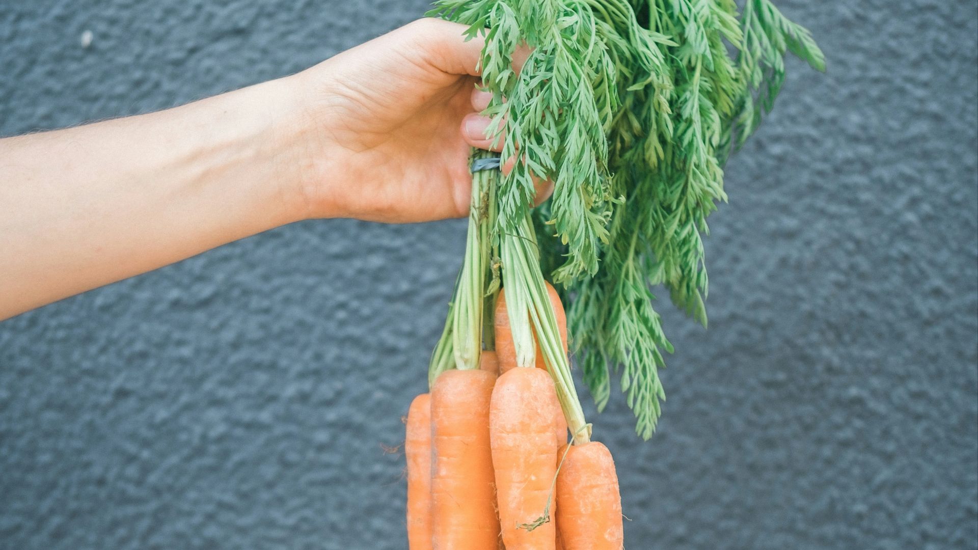 person holding orange carrots during daytime