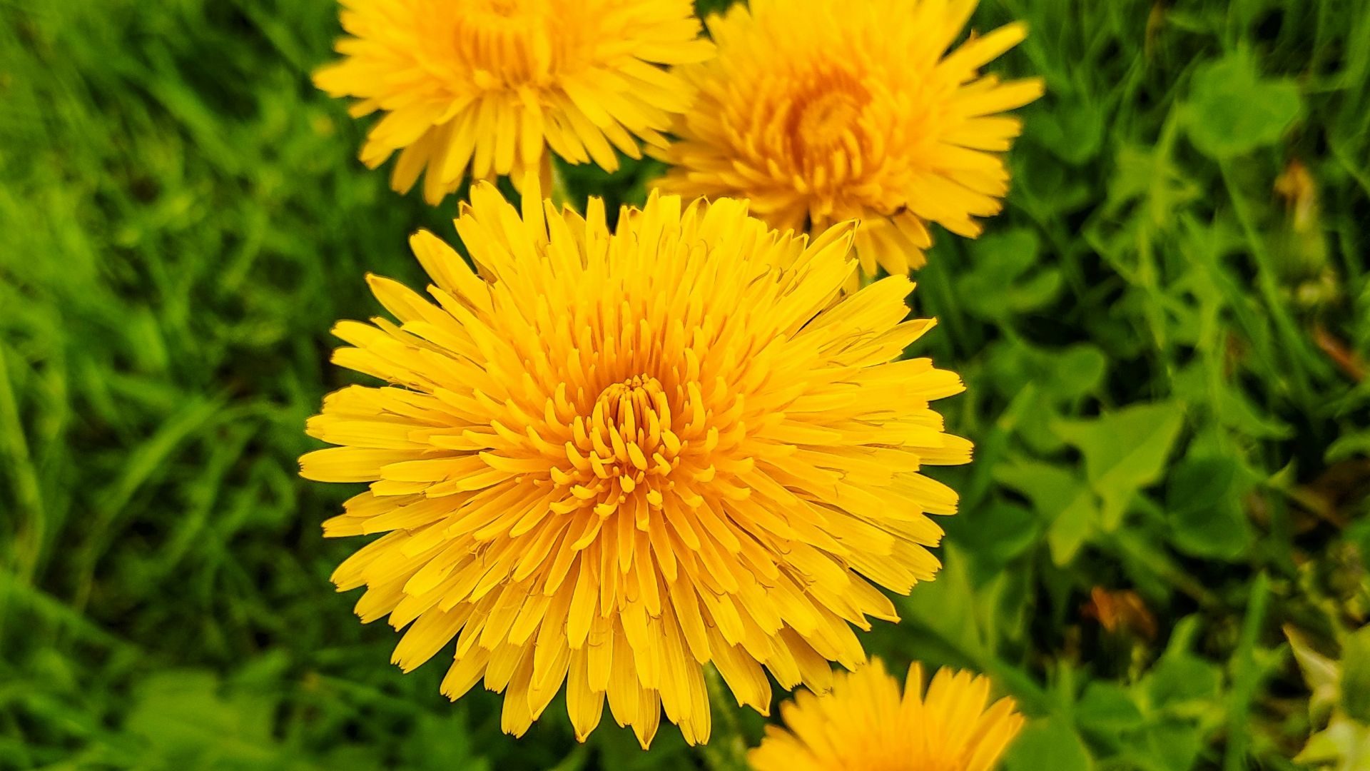 four yellow-petaled flowers