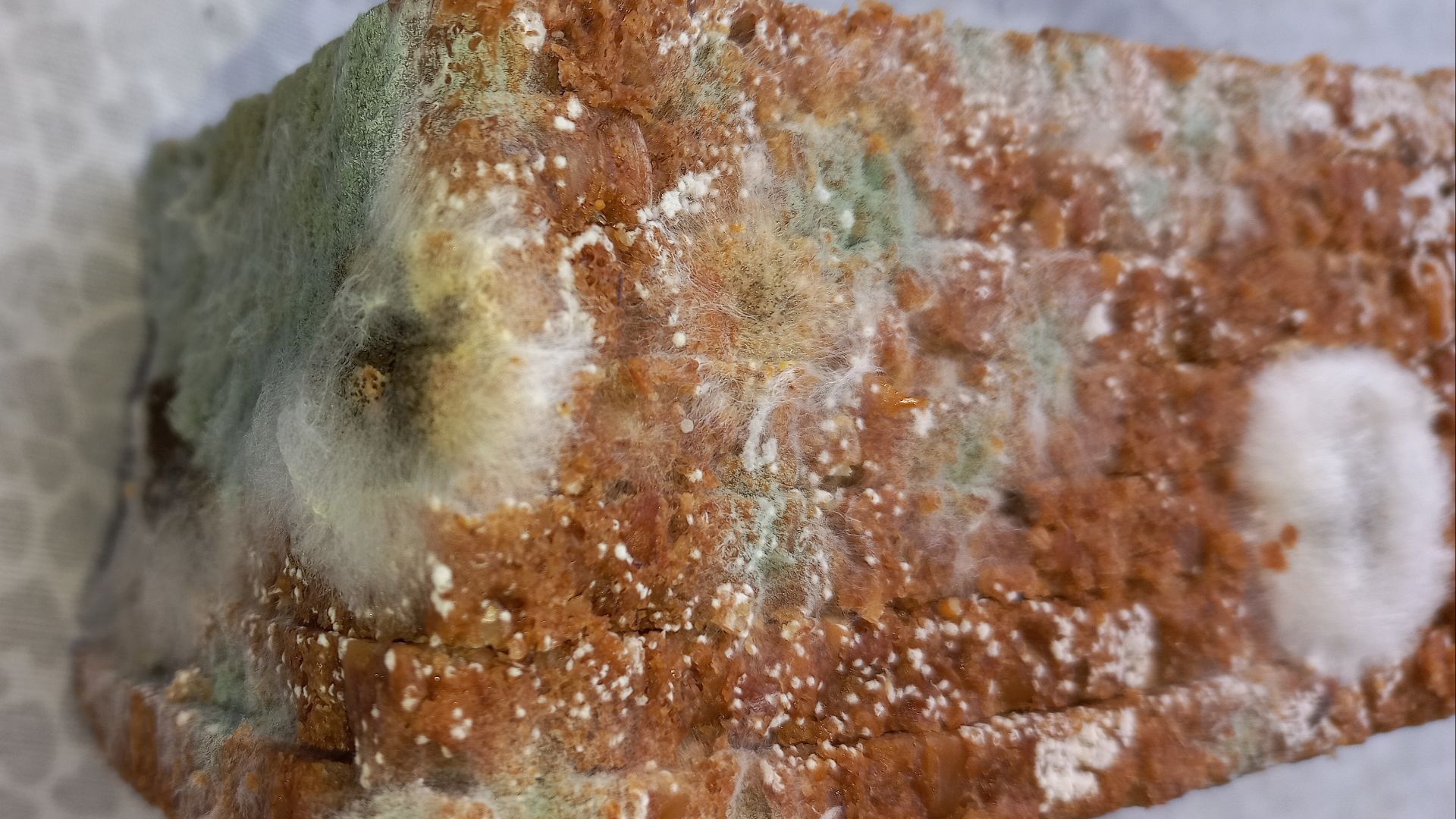 File:Dornbirn-Bread mold-05ASD.jpg