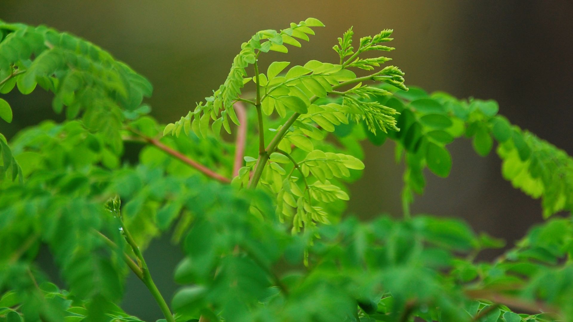 File:Moringa.JPG