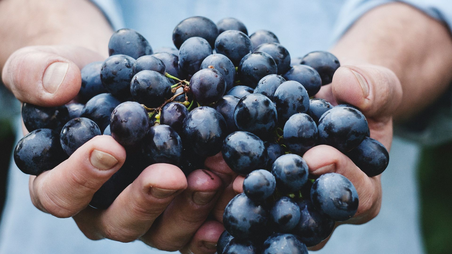 person holding grapes