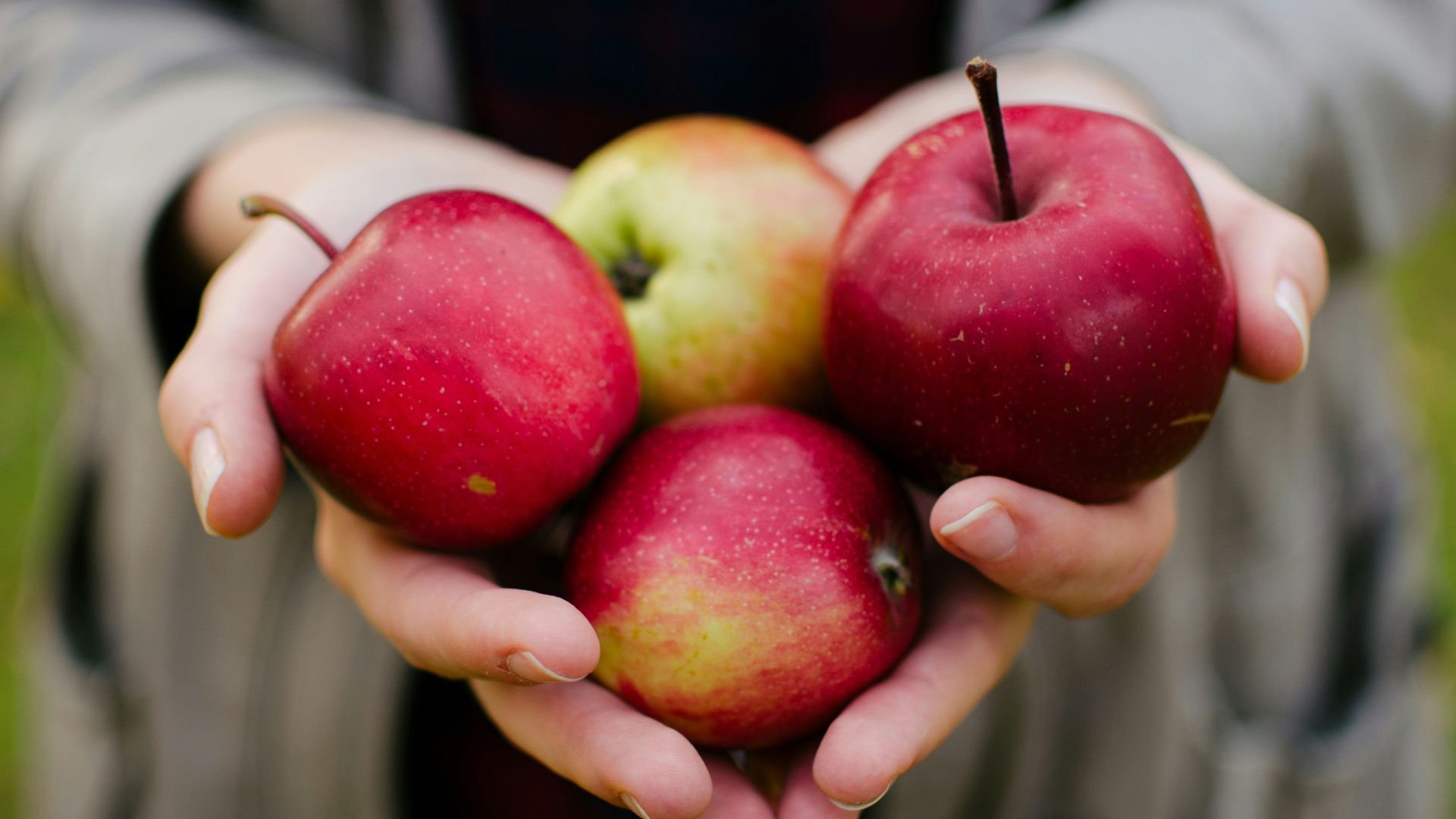 person holding four red apples