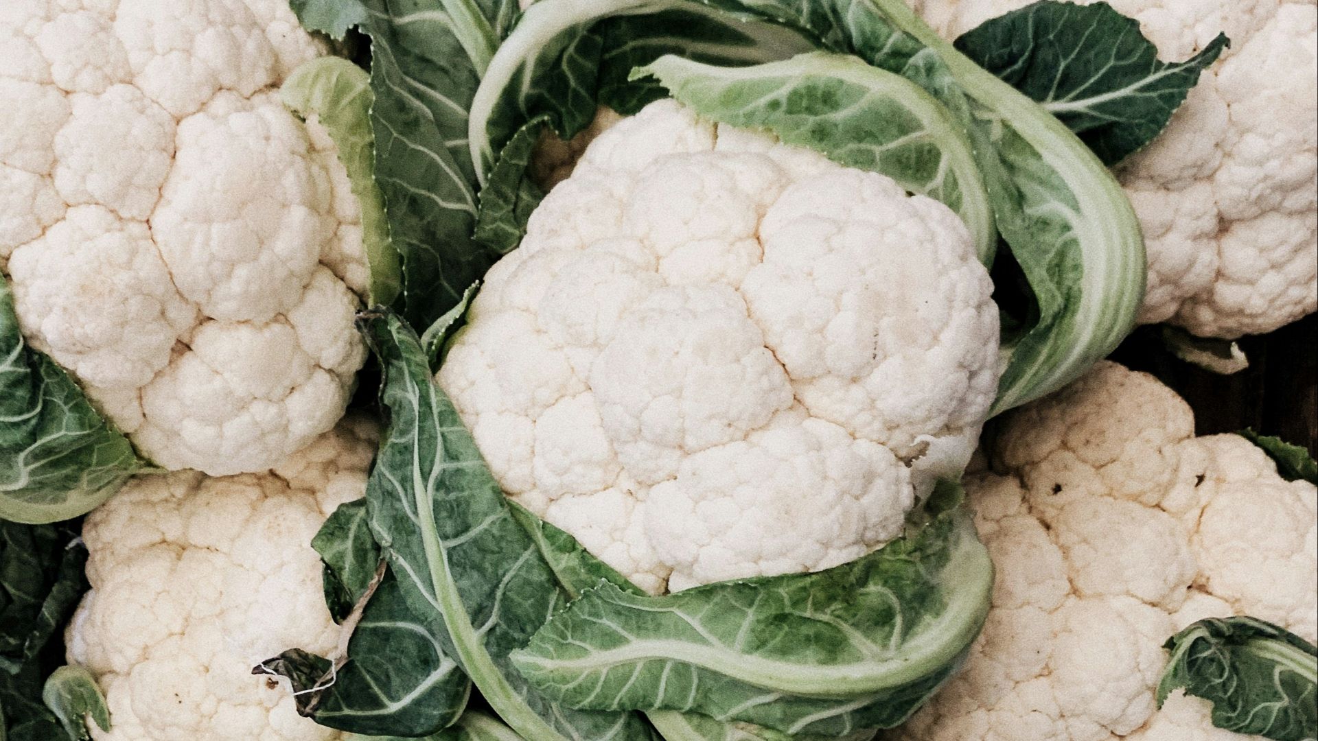 cauliflower lot