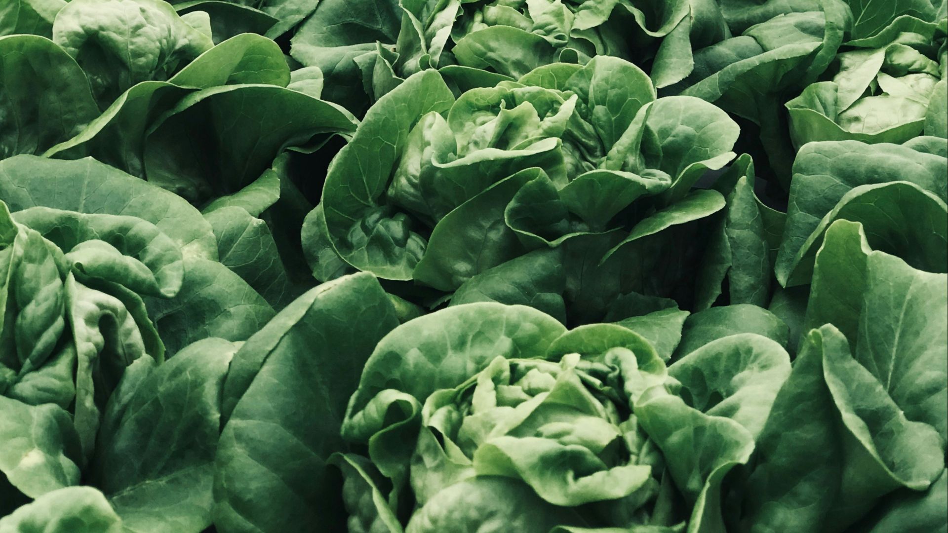 macro photography of green plants