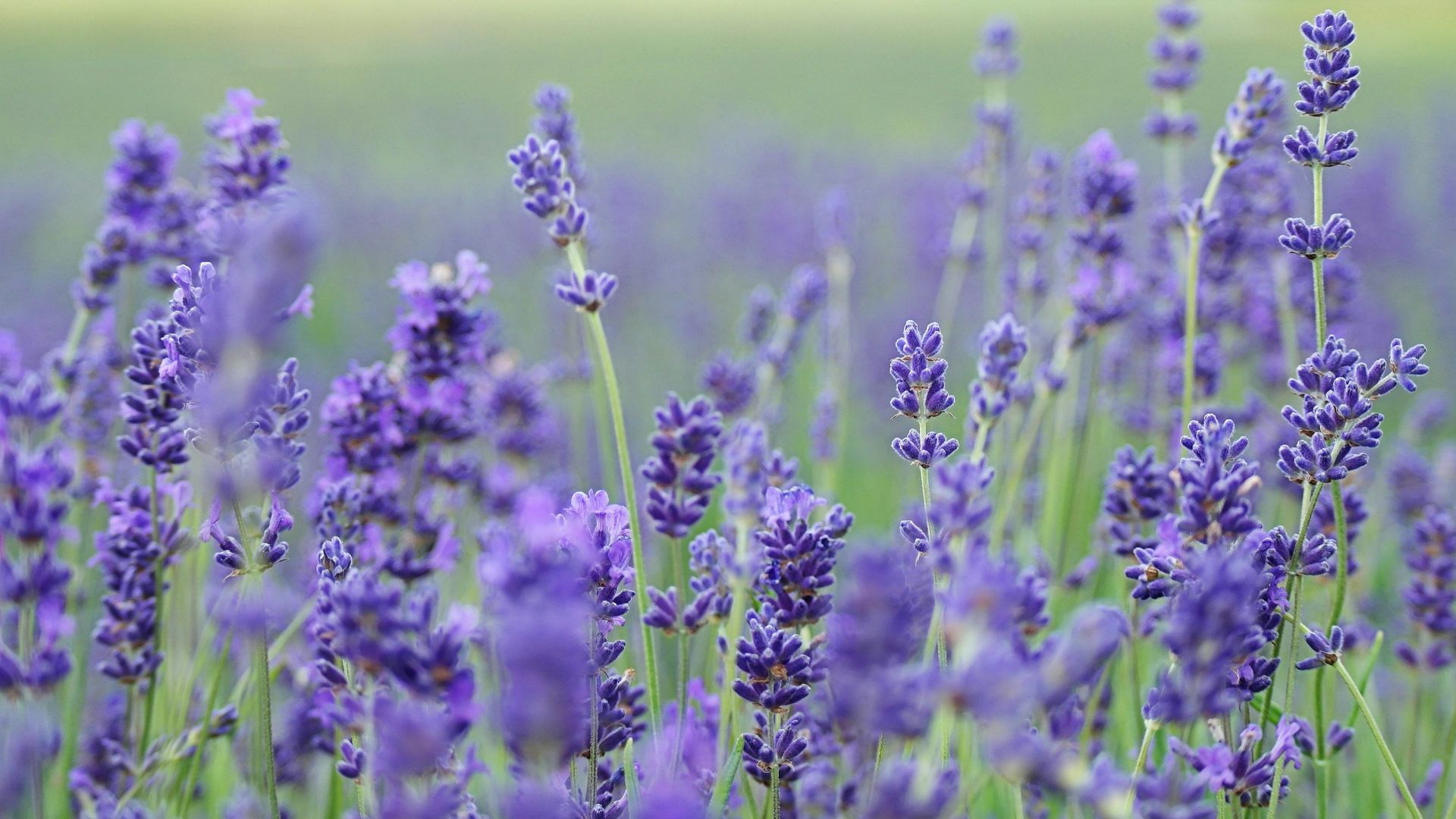 lavender flower field blooms at daytime