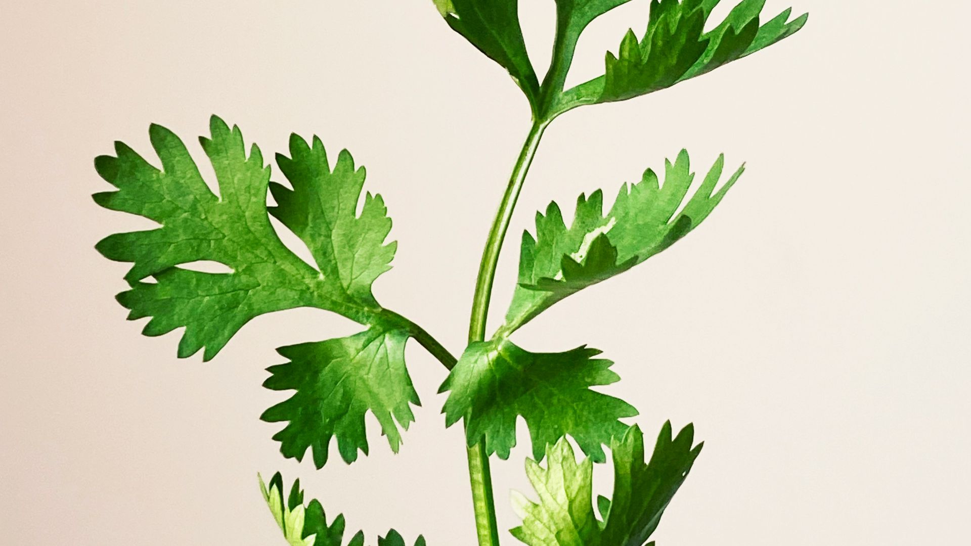 a close up of a plant with green leaves
