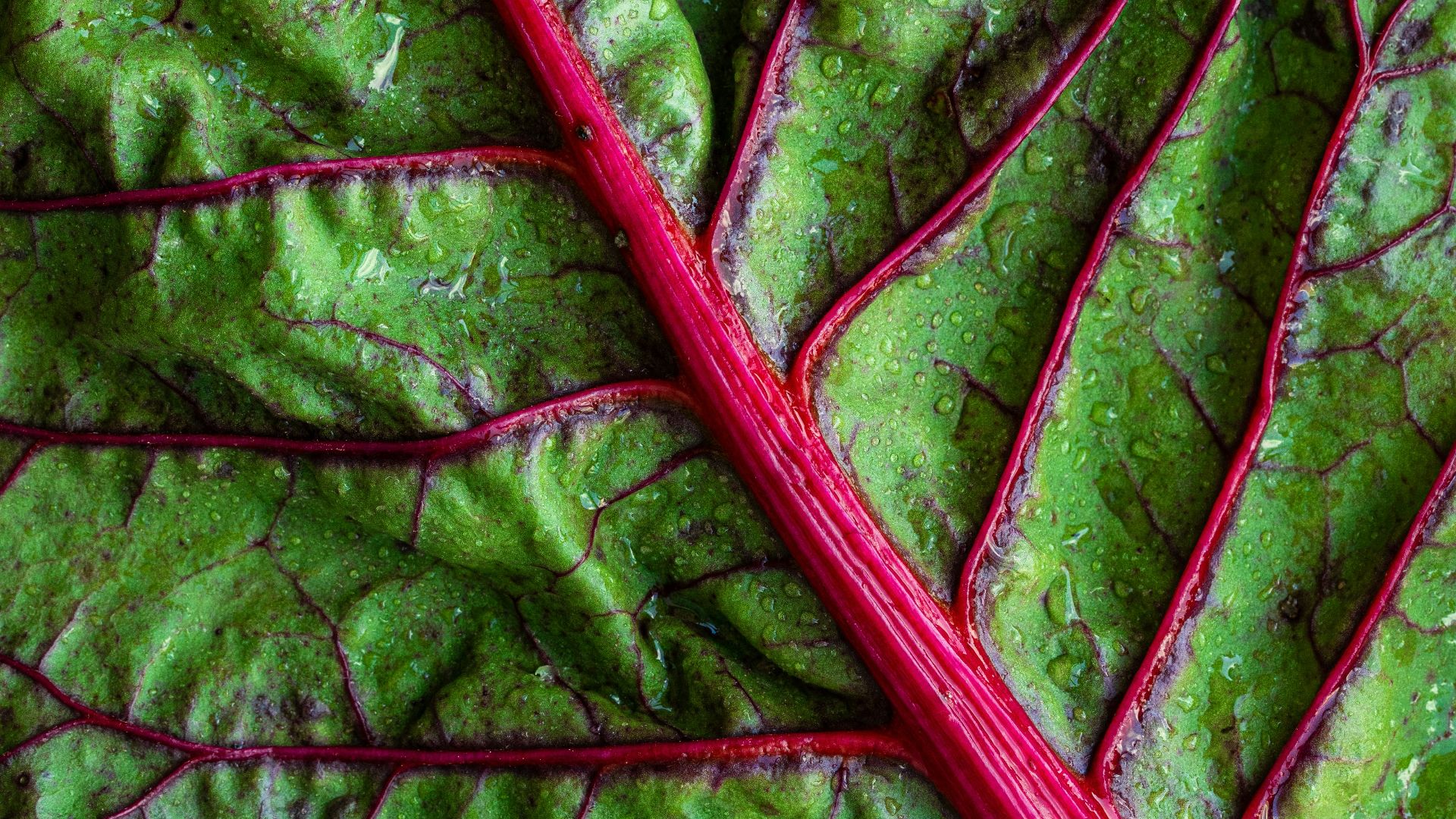 green vegetable leaf
