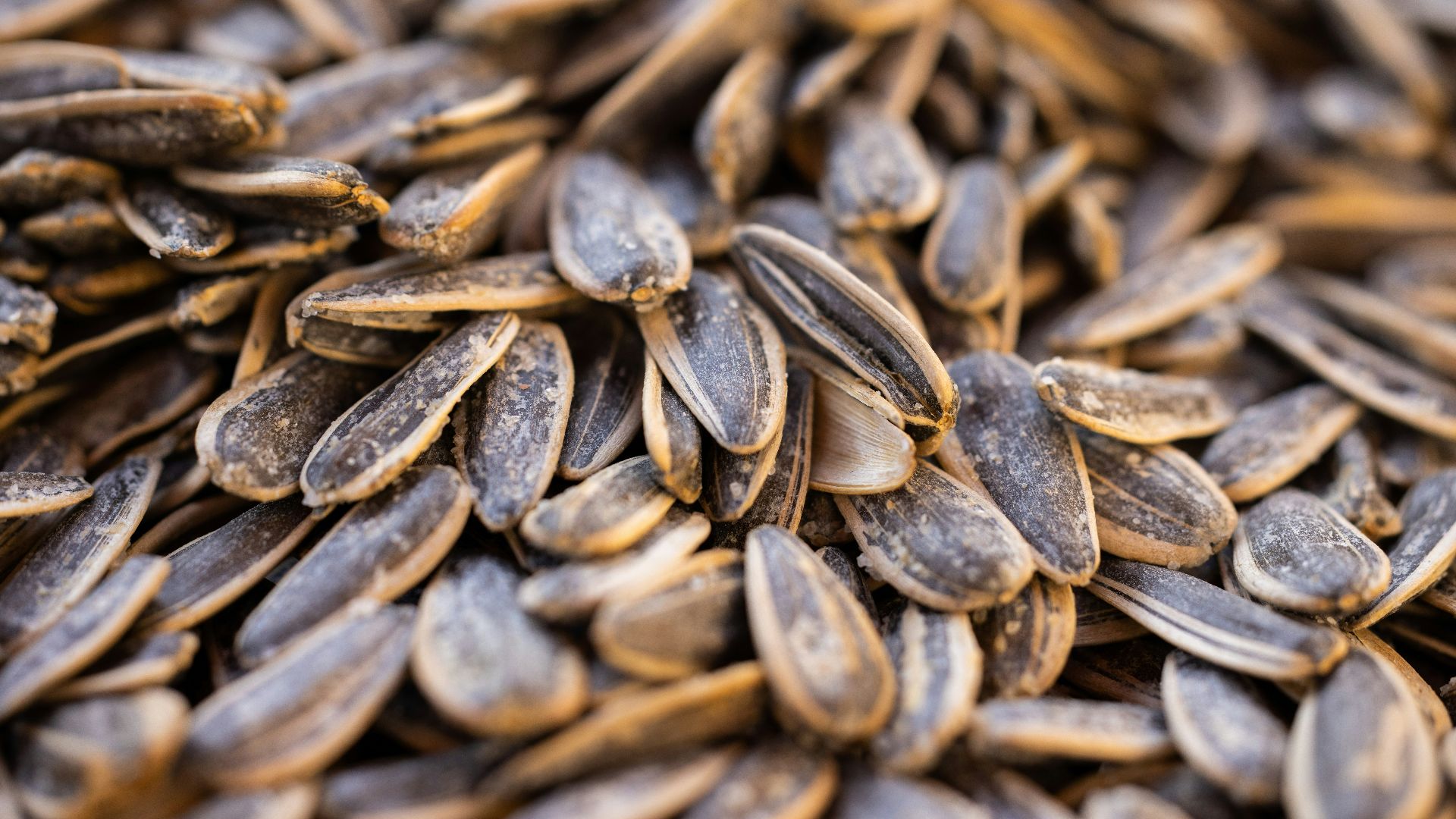 a close up of a pile of sunflower seeds