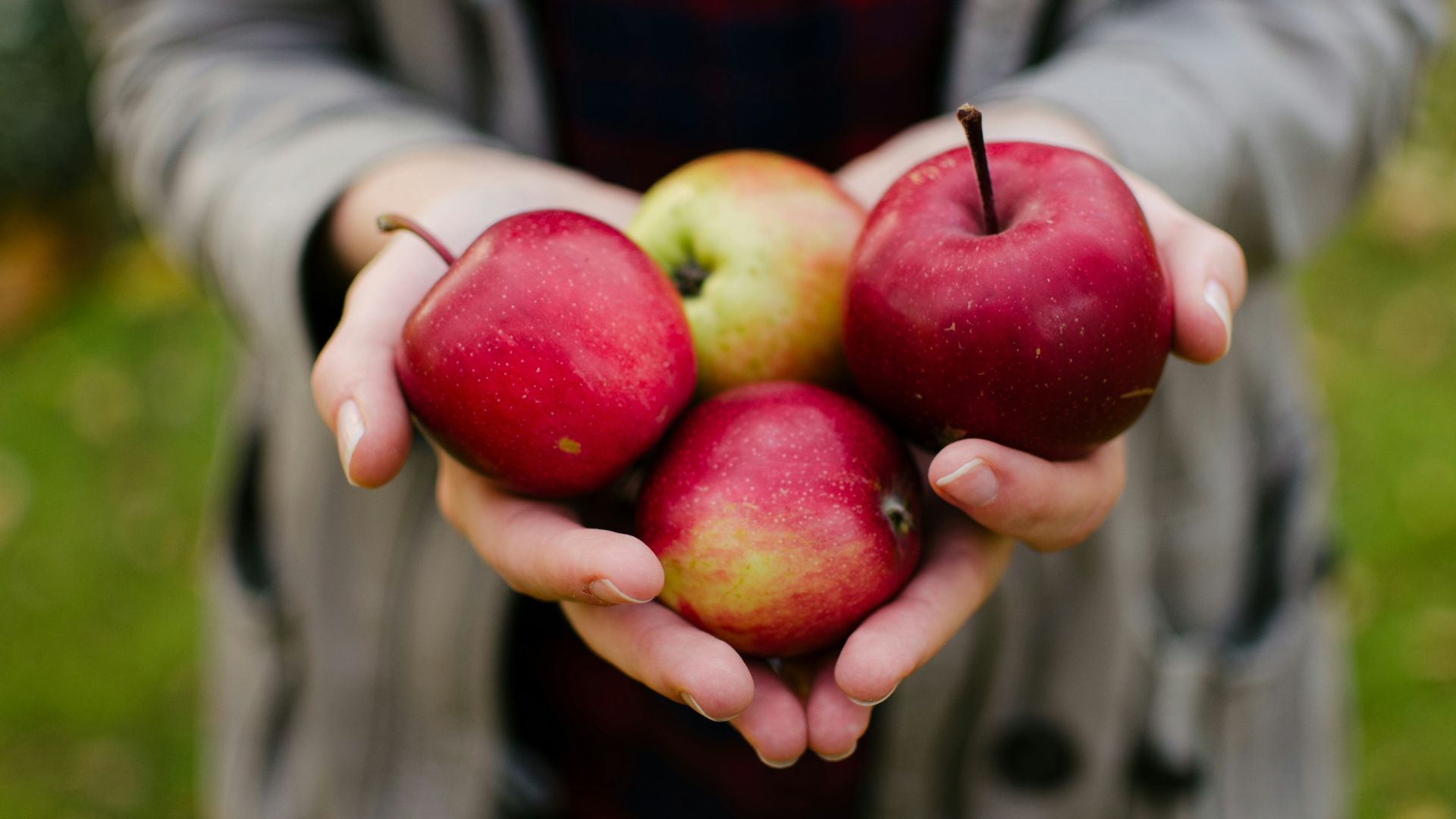 person holding four red apples