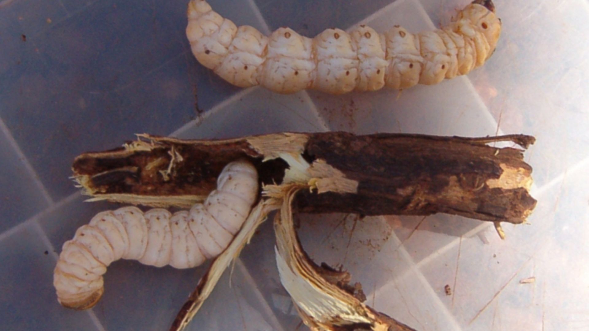 File:Witchetty grub.jpg