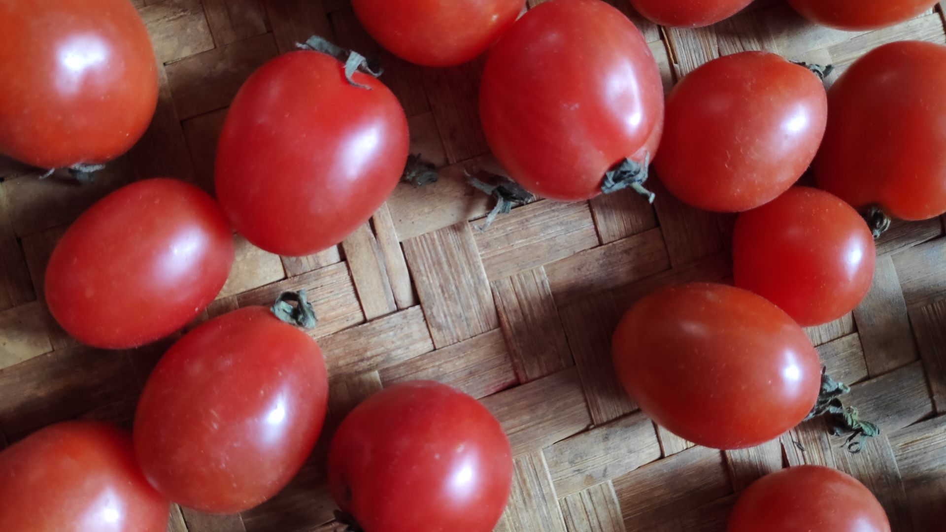 File:Bush tomato.jpg