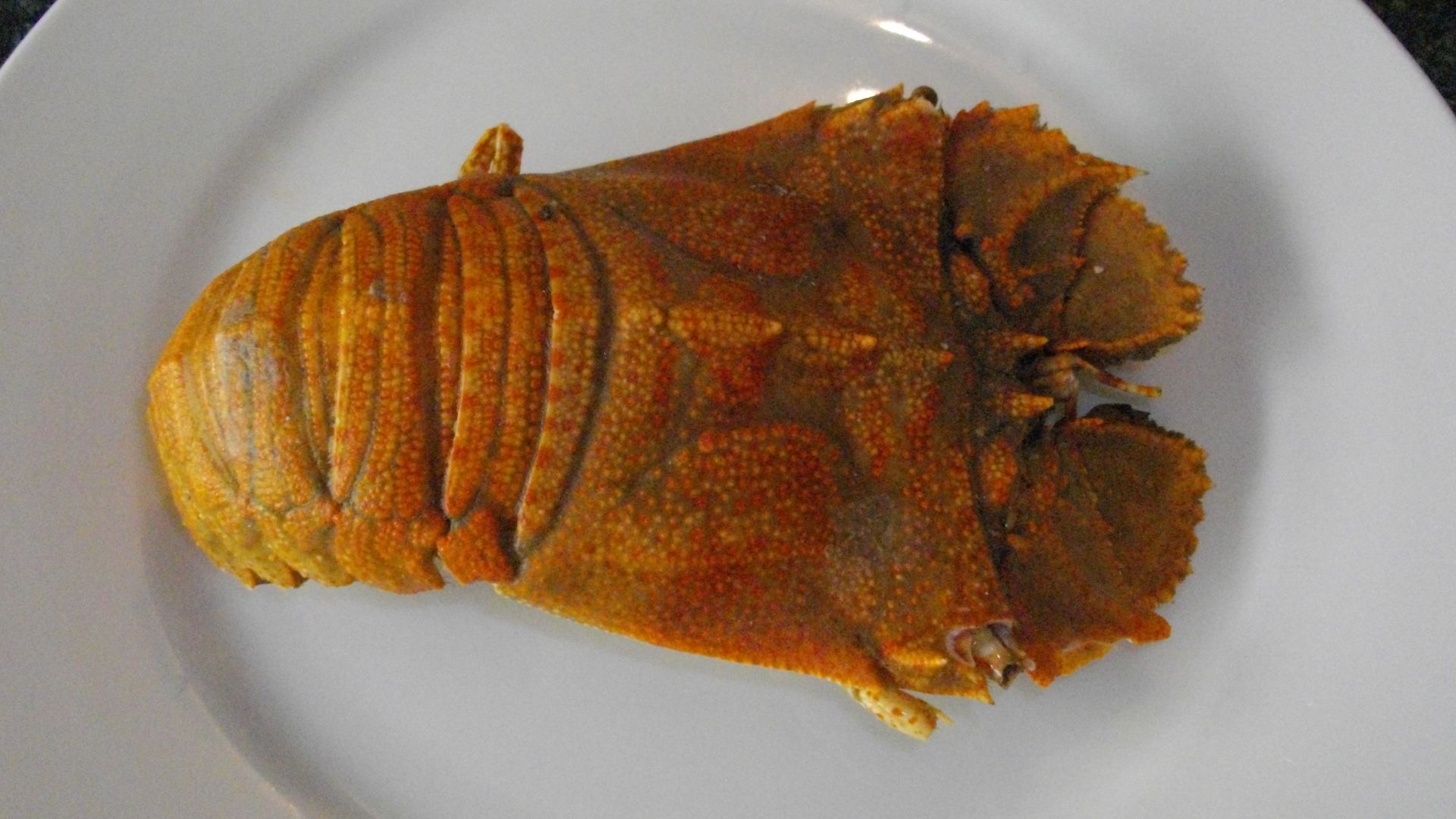 File:Cooked whole Moreton Bay Bug.JPG