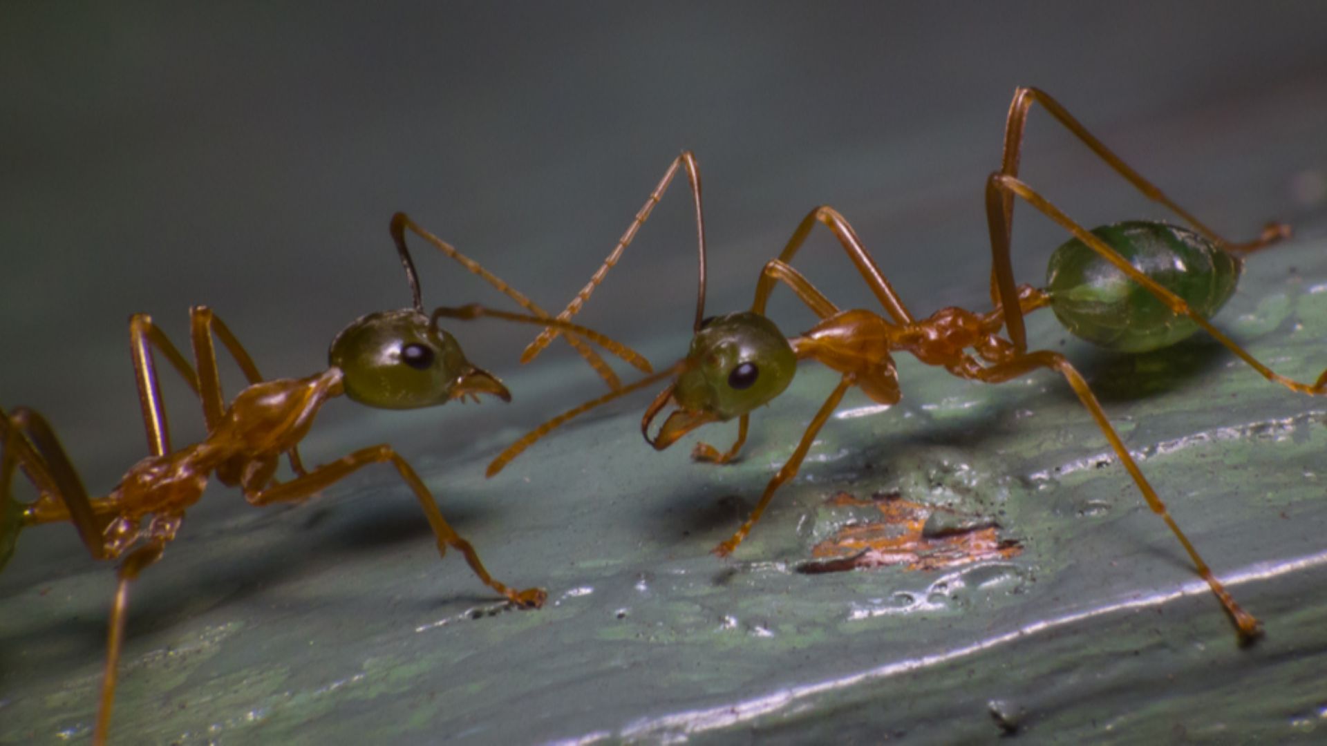 File:Some green tree ants (8204658140).jpg