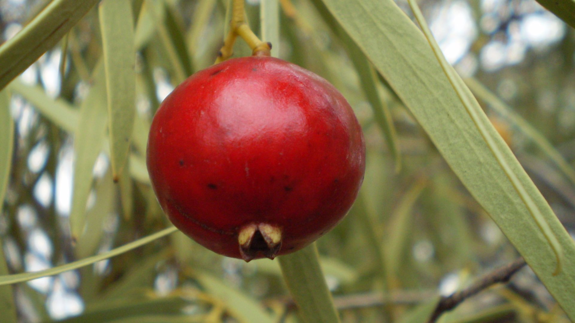 File:Santalum acuminatum fruit1.JPG