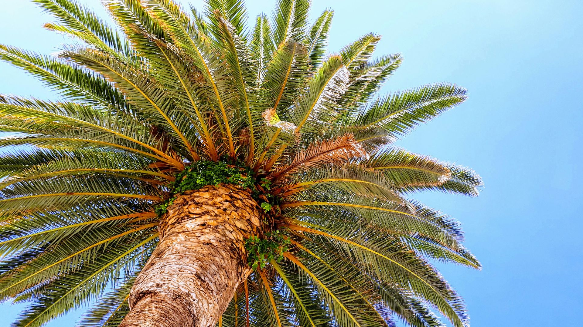 green palm tree under blue sky during daytime