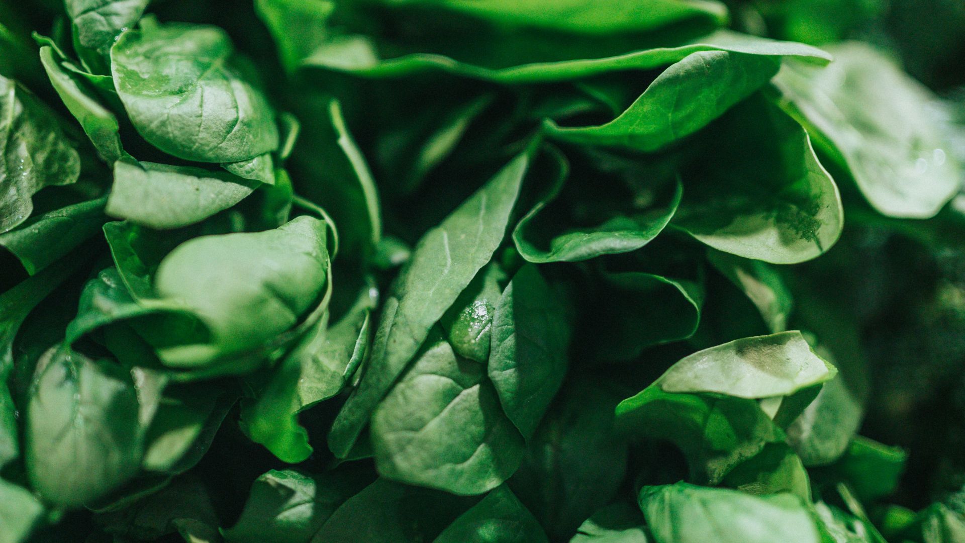 green leafy vegetable