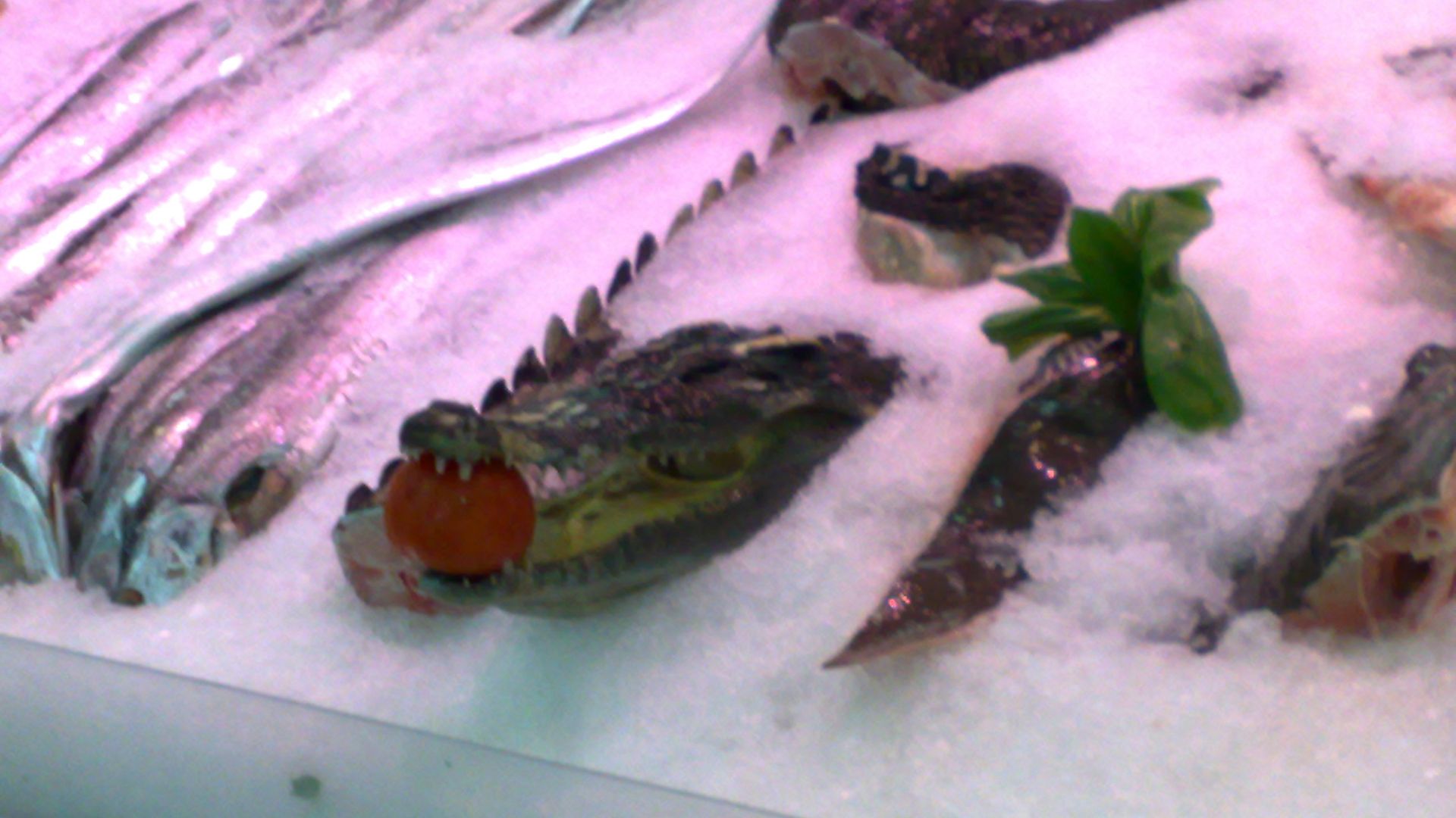 File:Crocodile Meat.jpg