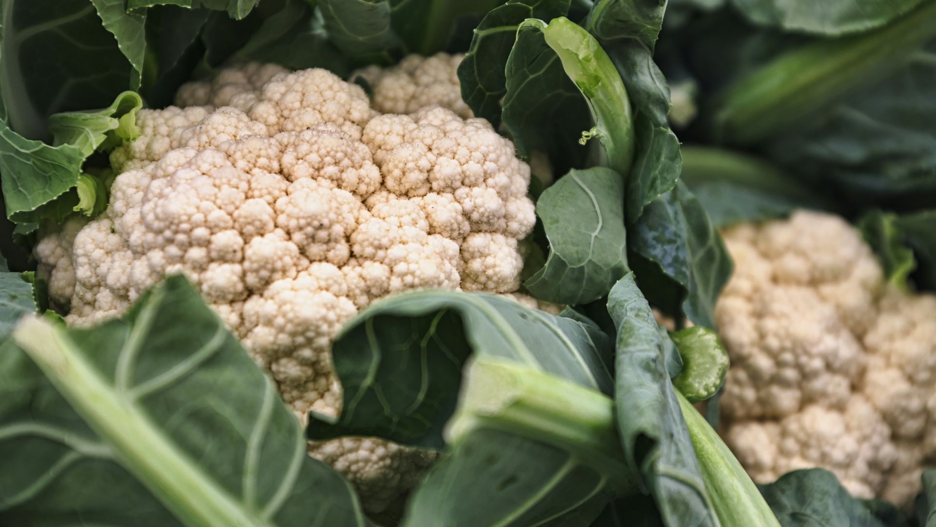 Cauliflower vegetable macro photography