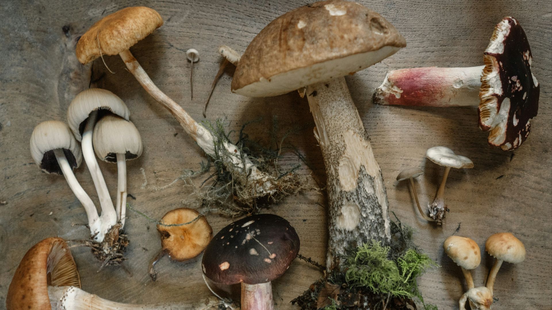 flat lay photography of mushrooms