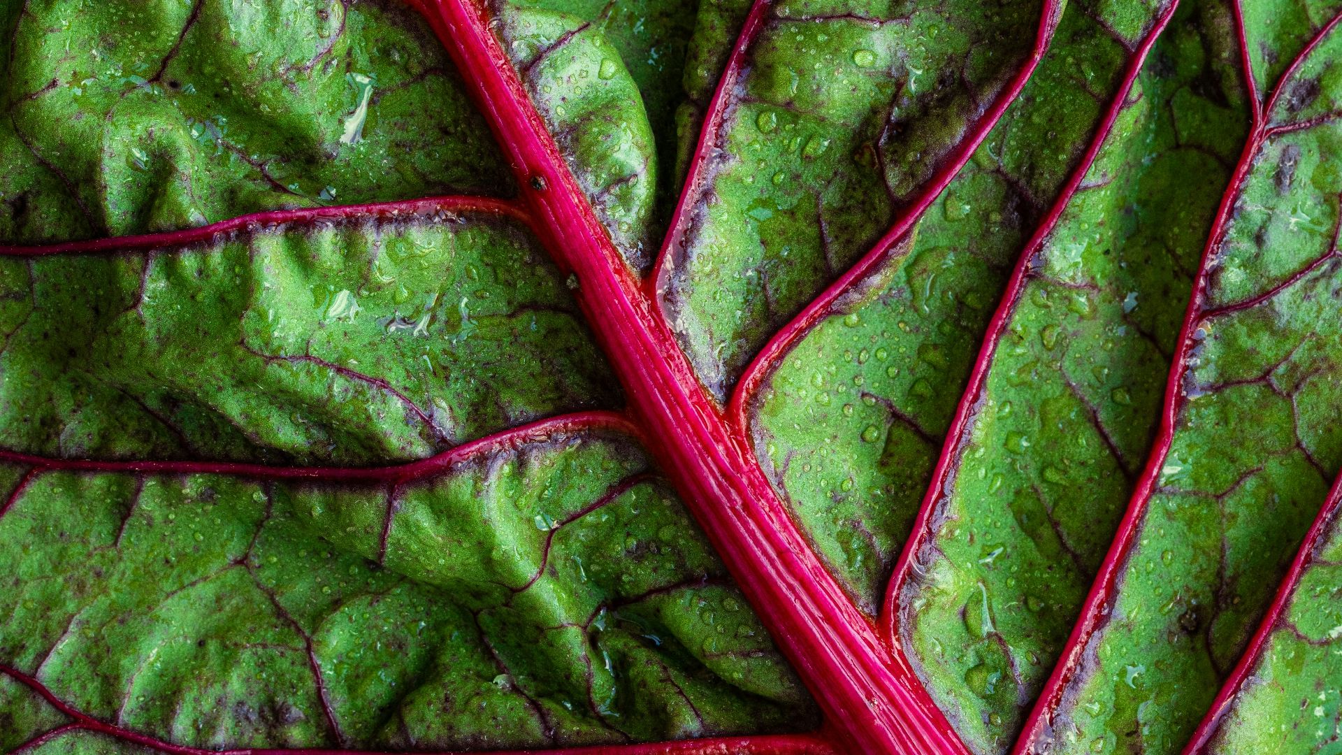 green vegetable leaf