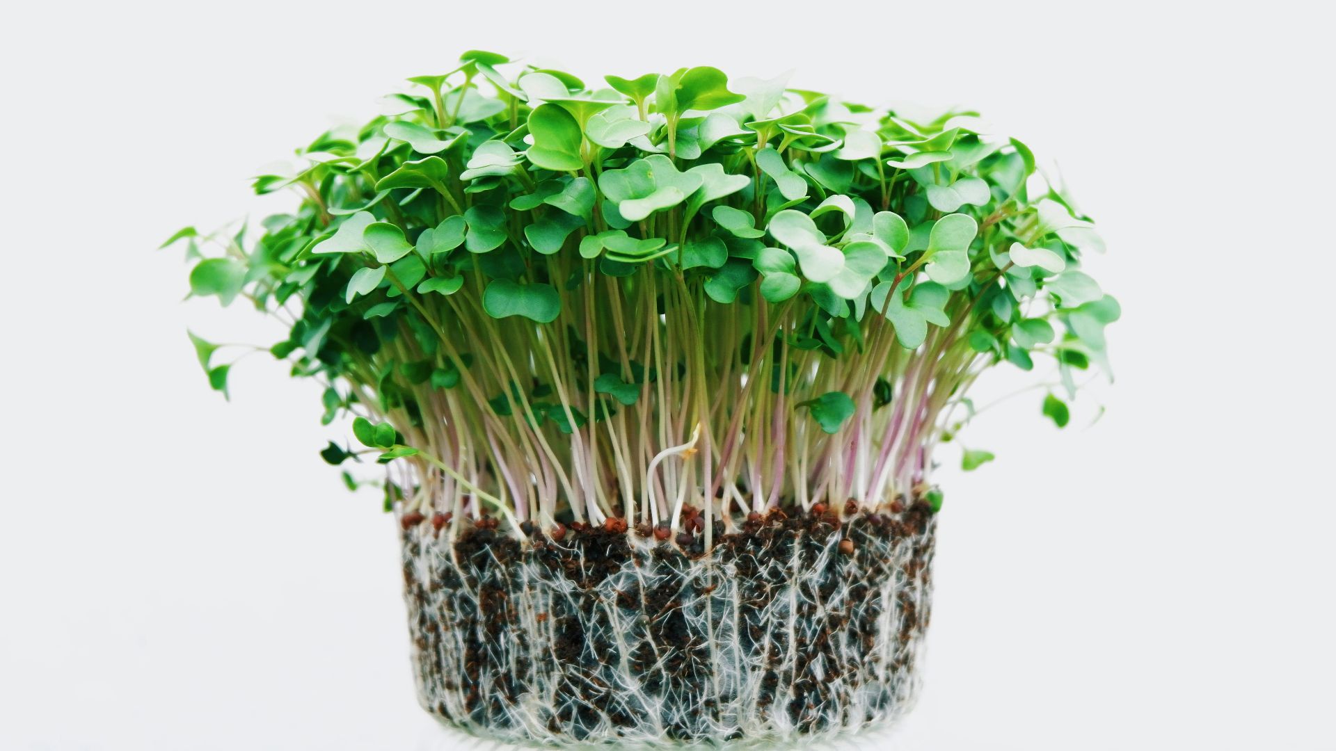 green sprouts illustration