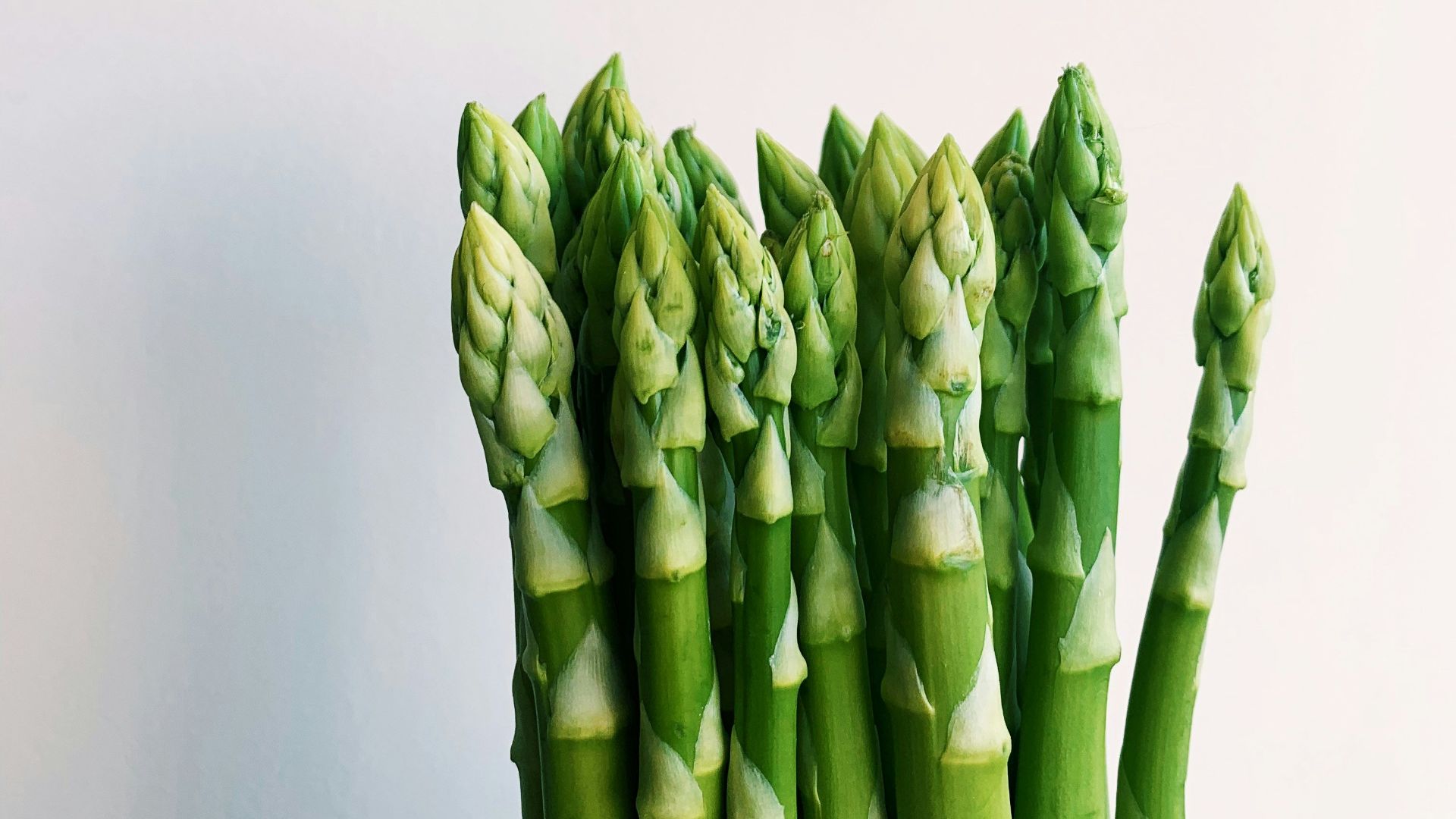 green plant on white background