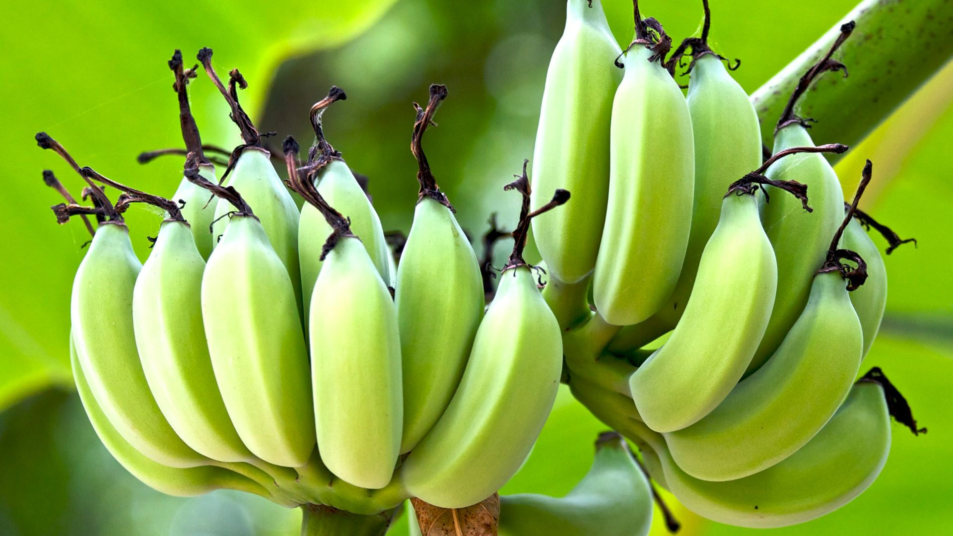 shallow focus photography of banana