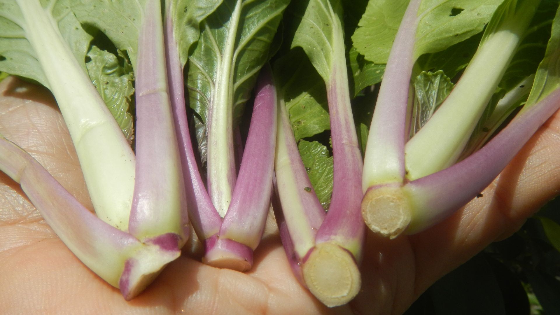 File:9941Petsay with purple stems textures 28.jpg