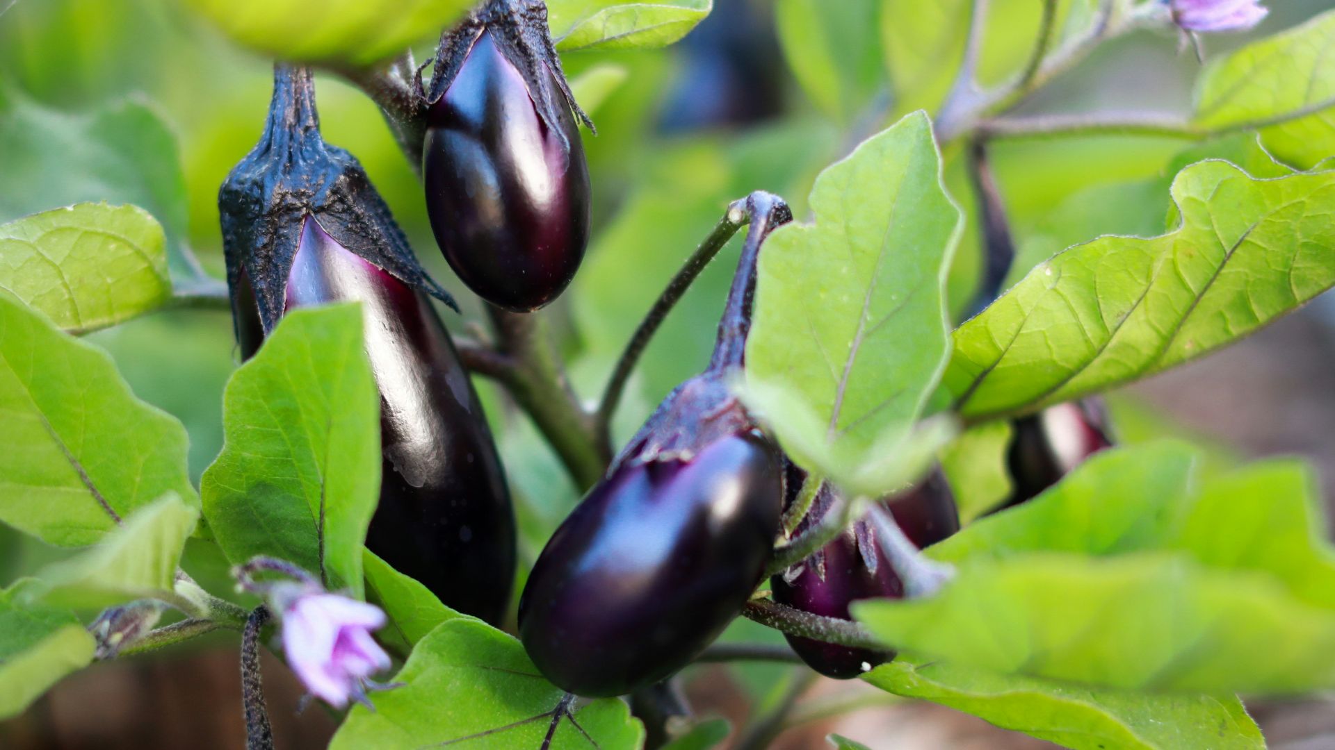 purple flower bud in macro shot