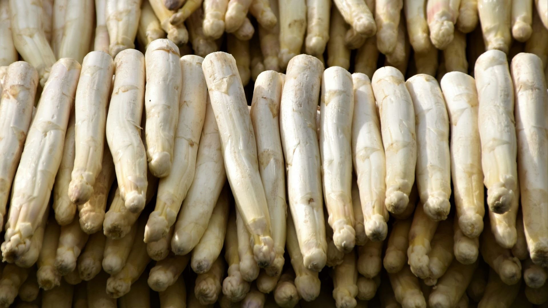 brown and white corn on blue and white ceramic plate