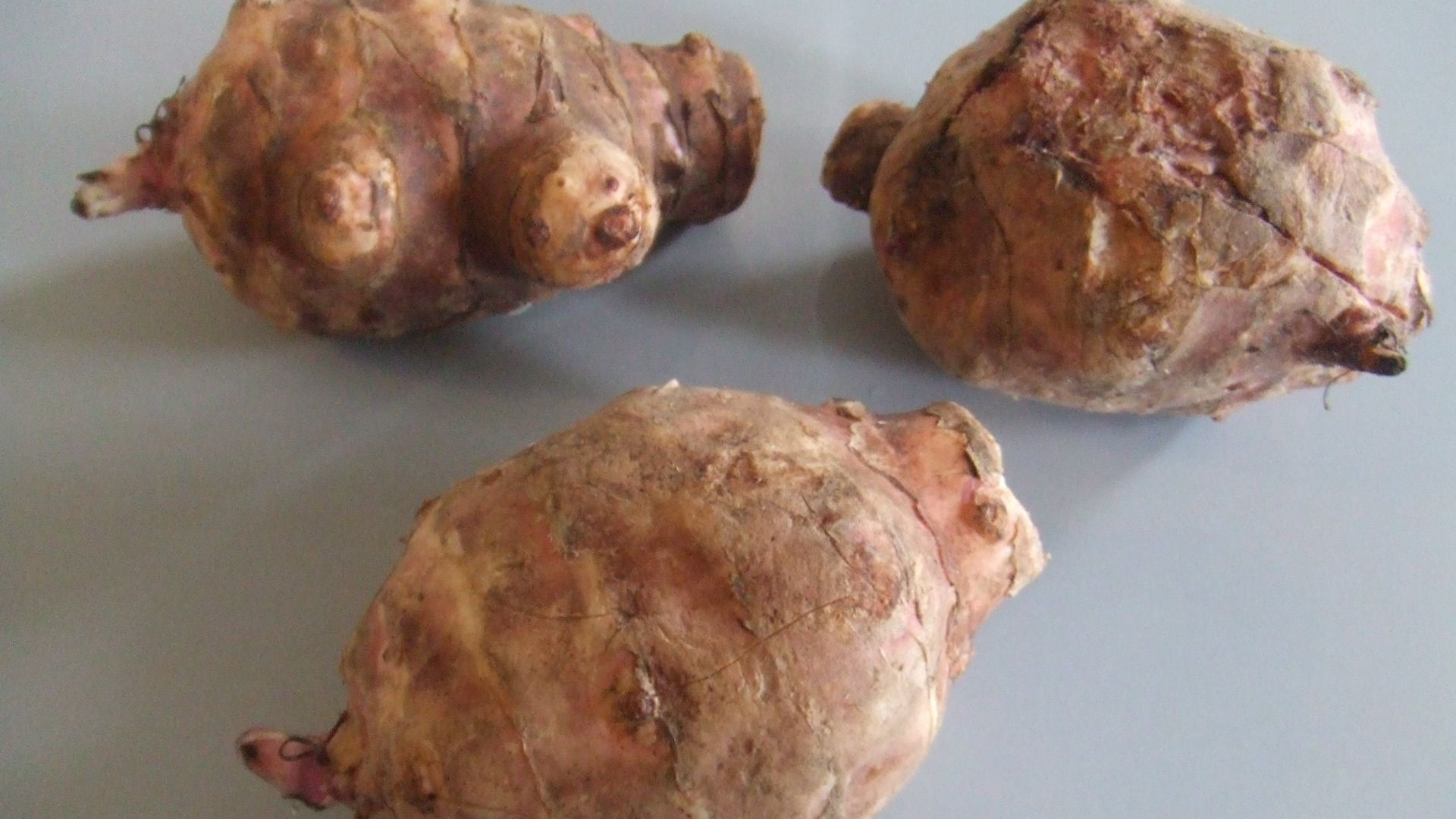 File:Helianthus tuberosus.jpg