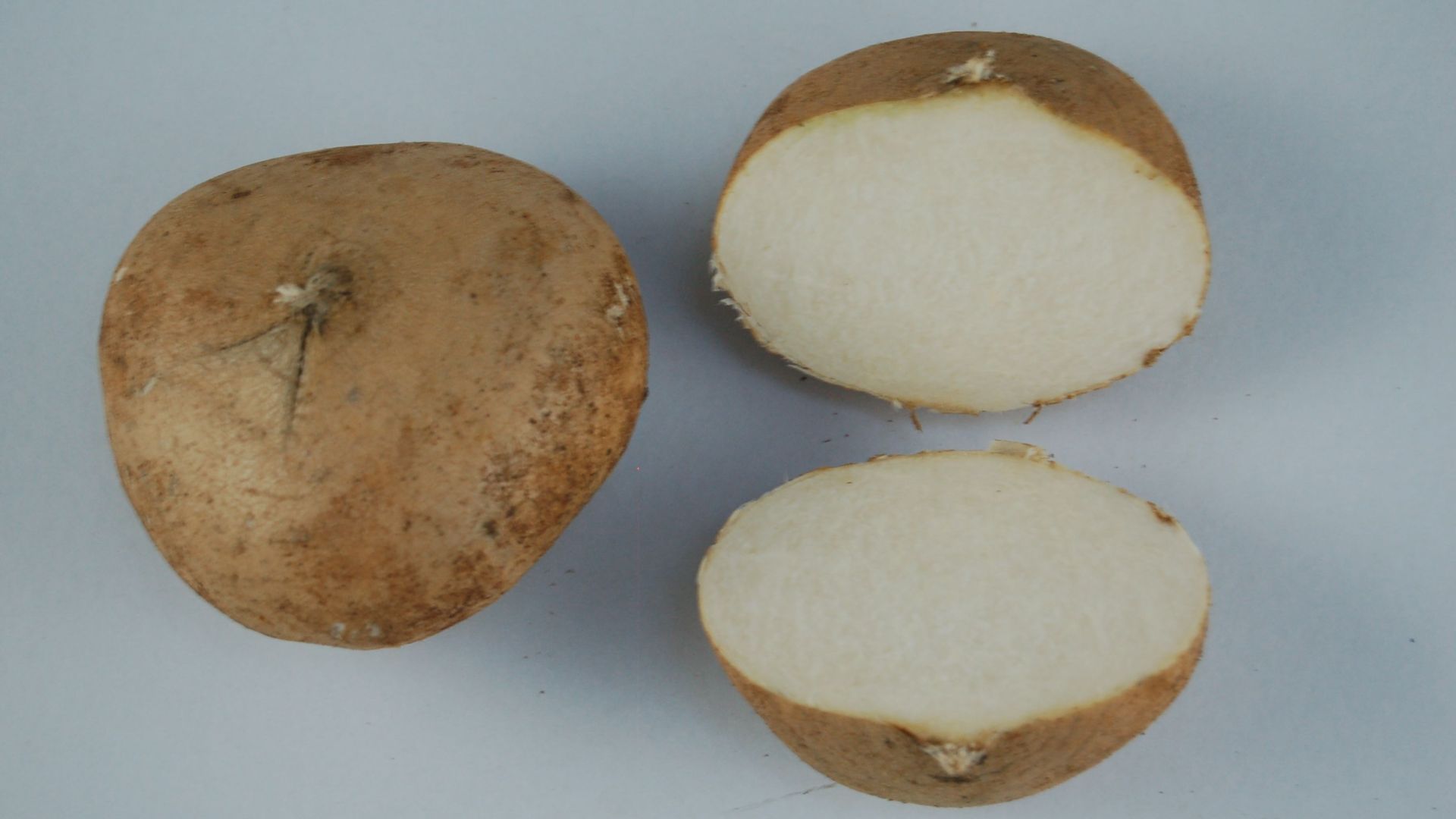 File:Pachyrhizus erosus Angoulème.jpg