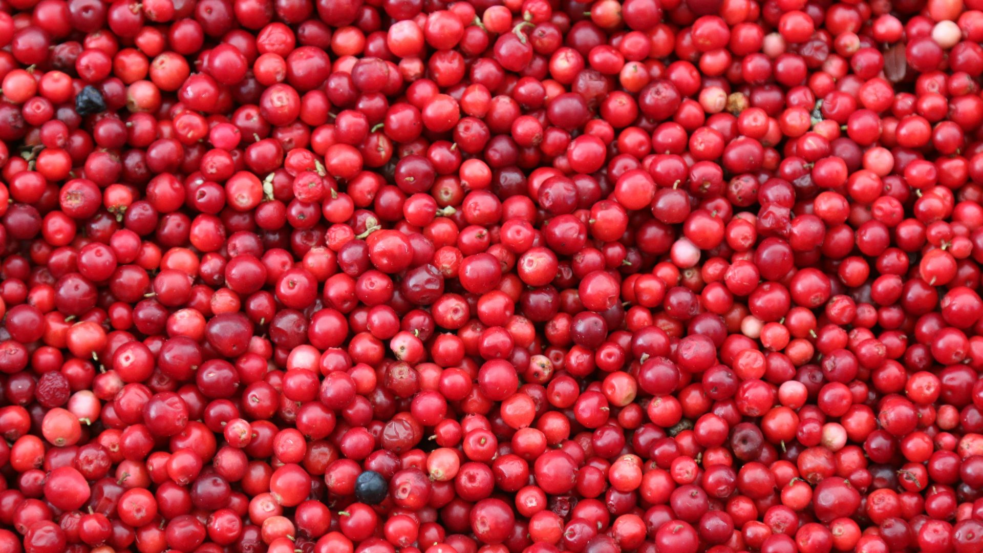 Jamaican cherries